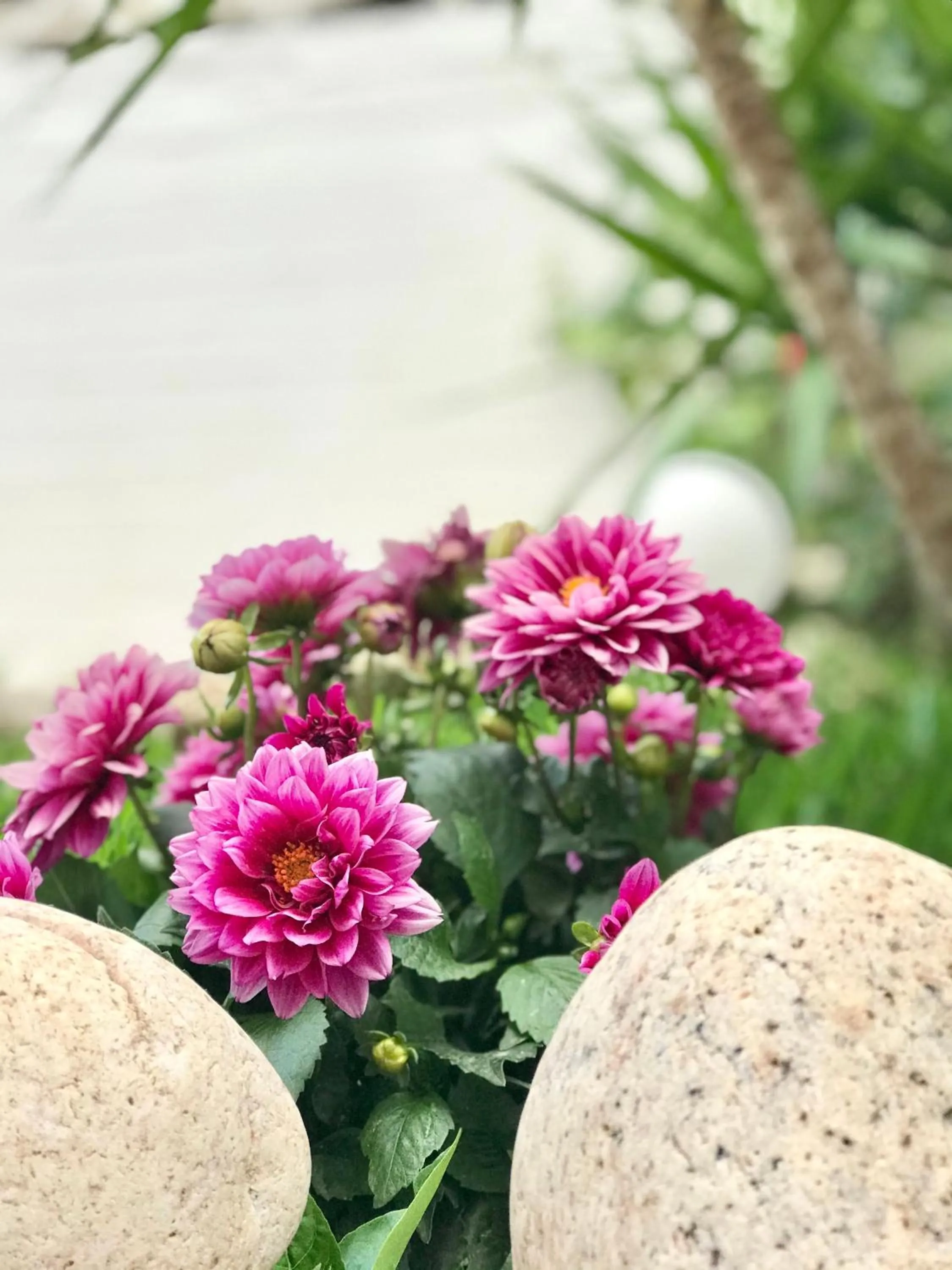 Garden in Hotel Pighi