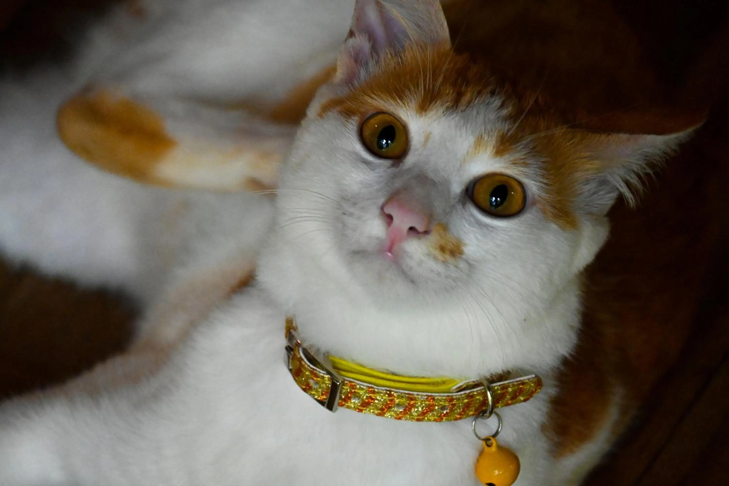 Pets in Samyama Retreat