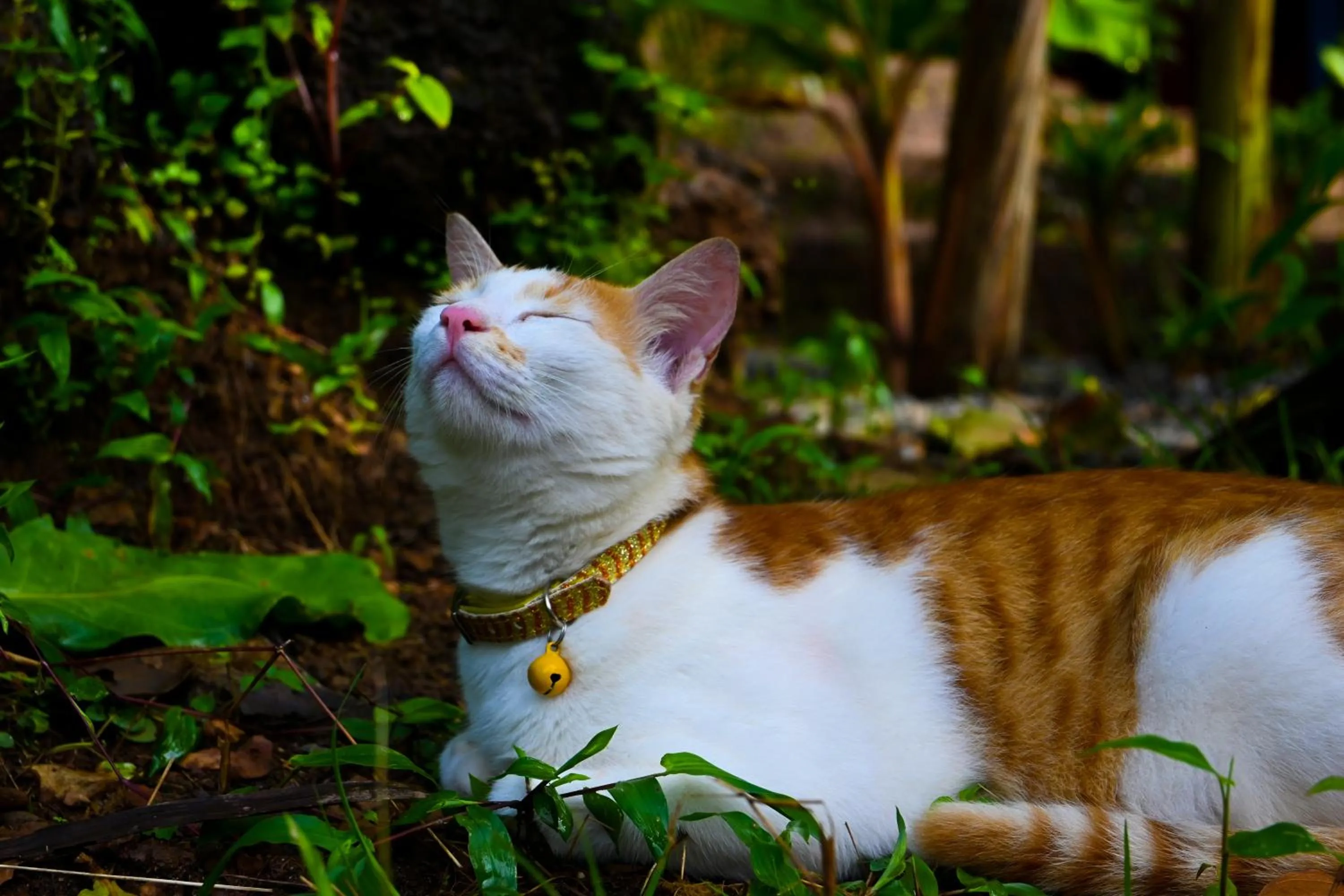 Pets in Samyama Retreat