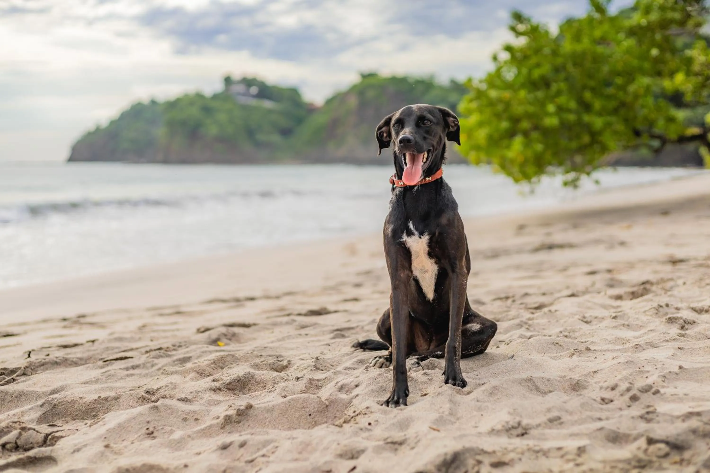 pet friendly in Margaritaville Beach Resort Playa Flamingo