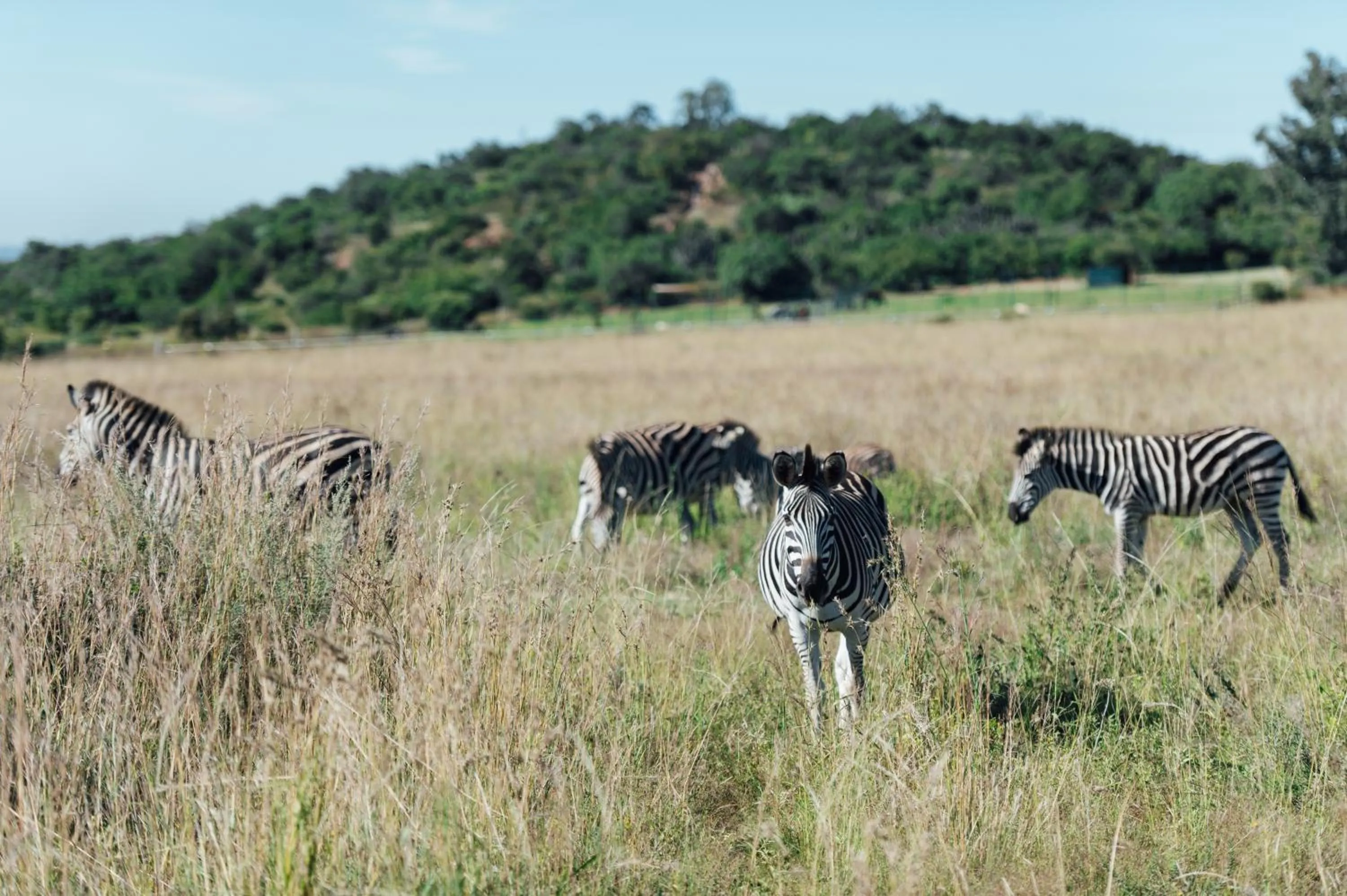 Animals in Thaba Eco Hotel