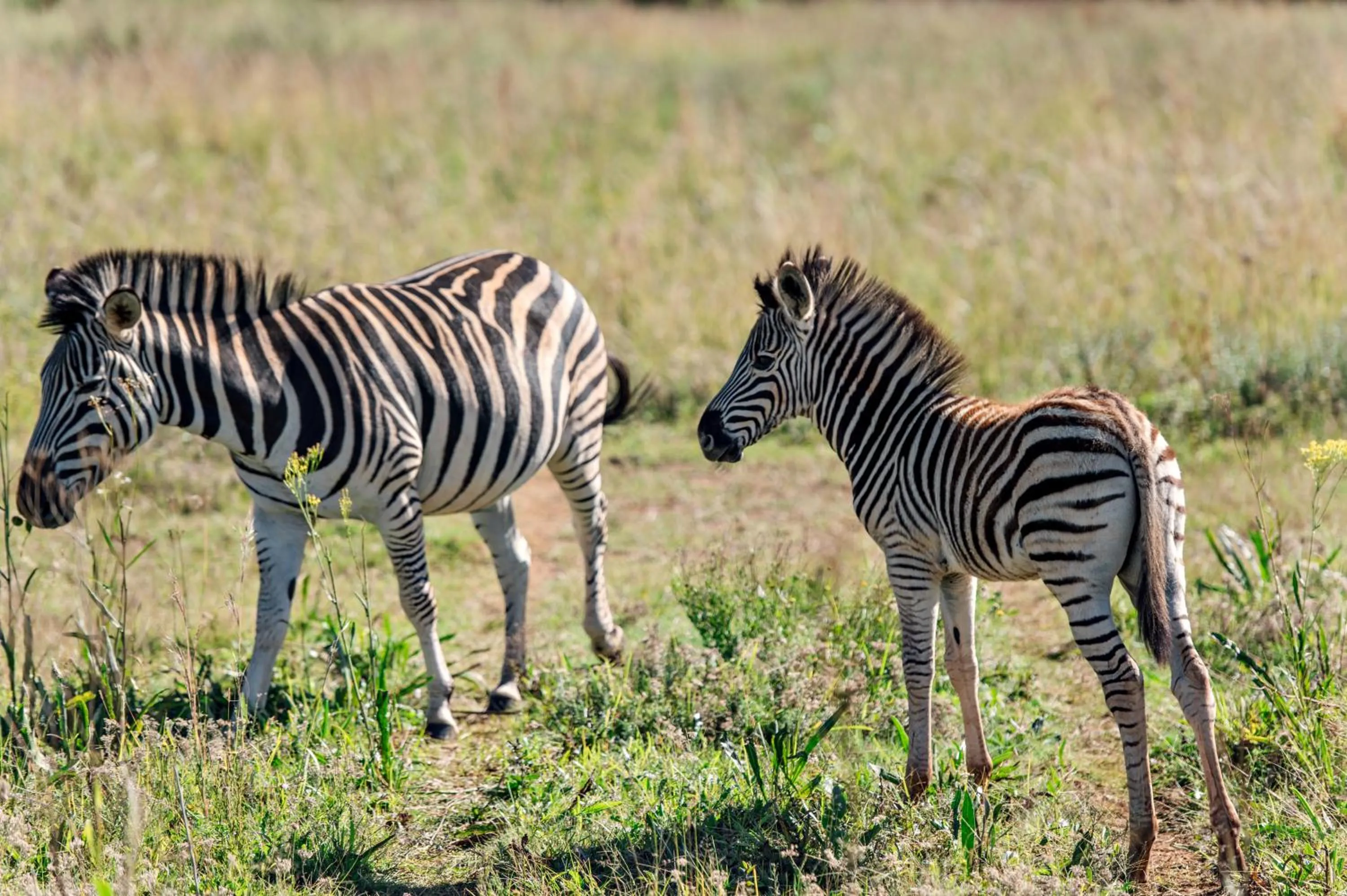 Animals in Thaba Eco Hotel