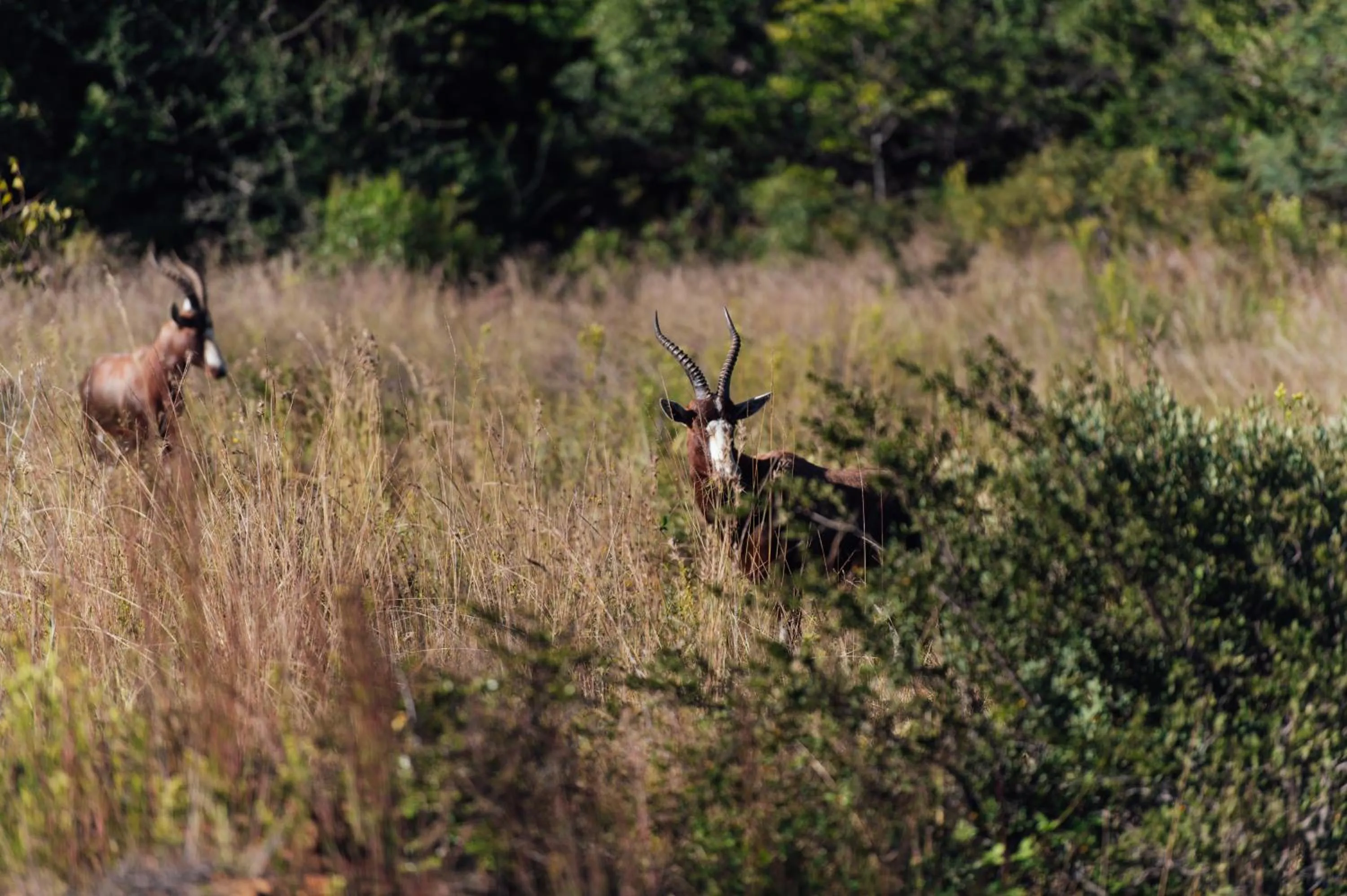 Animals in Thaba Eco Hotel