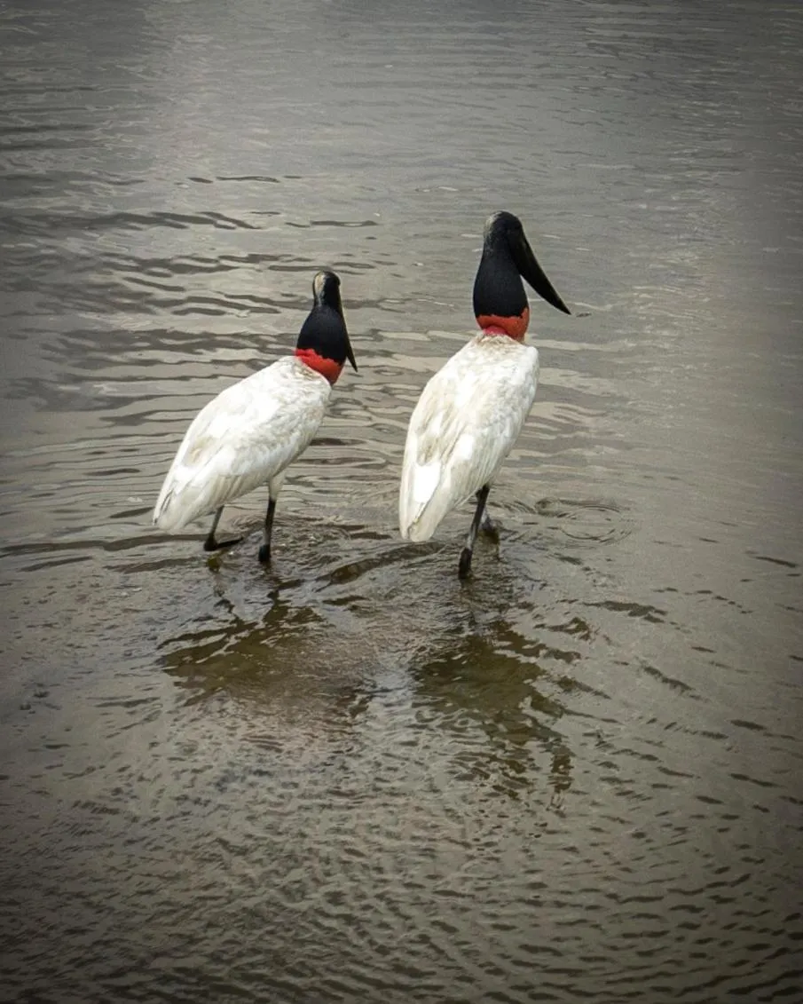 Fazenda San Francisco