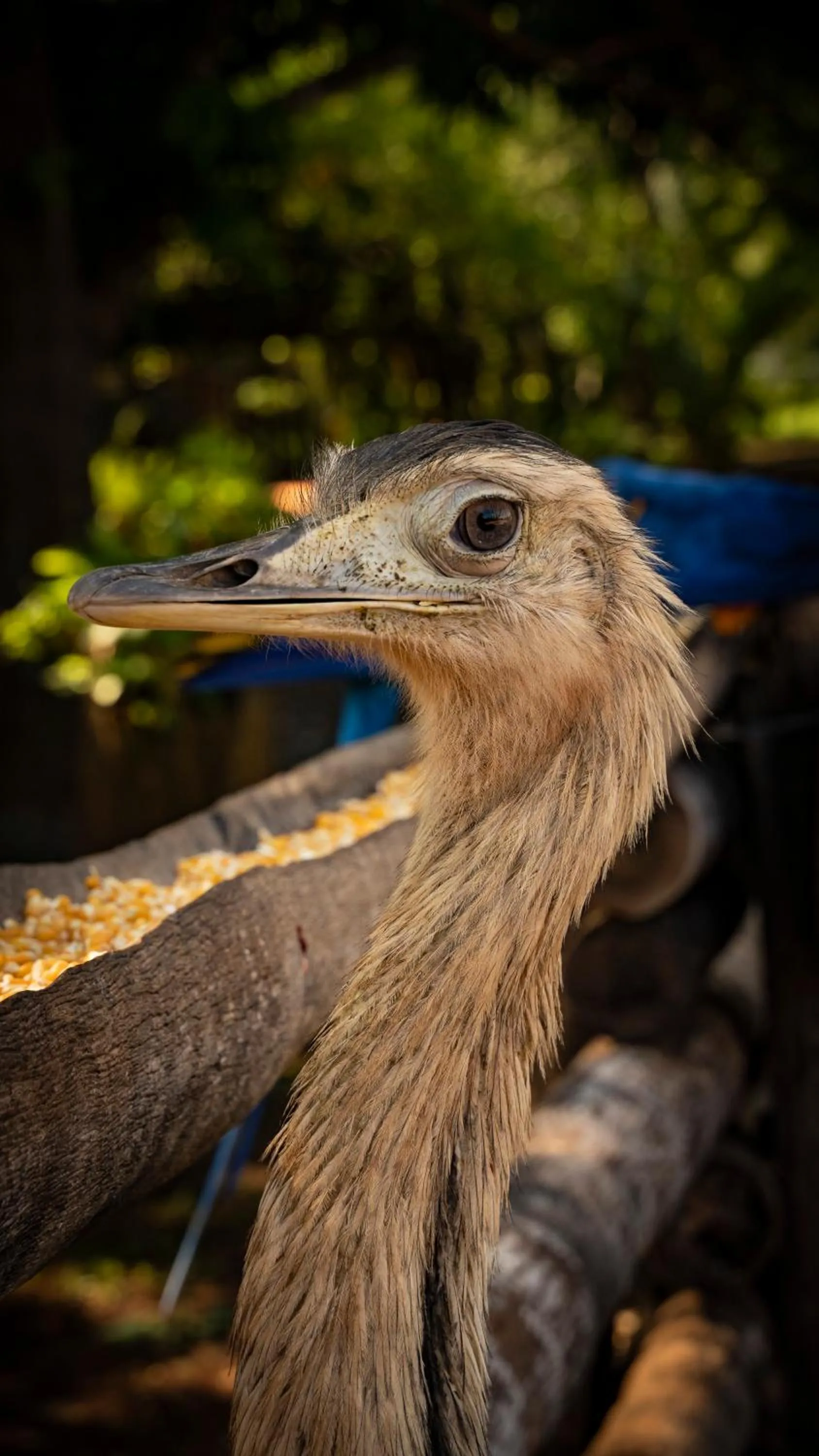 Fazenda San Francisco
