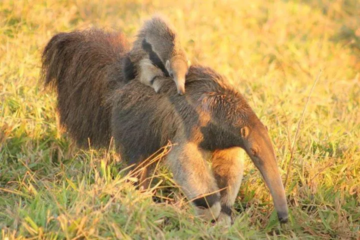 Fazenda San Francisco