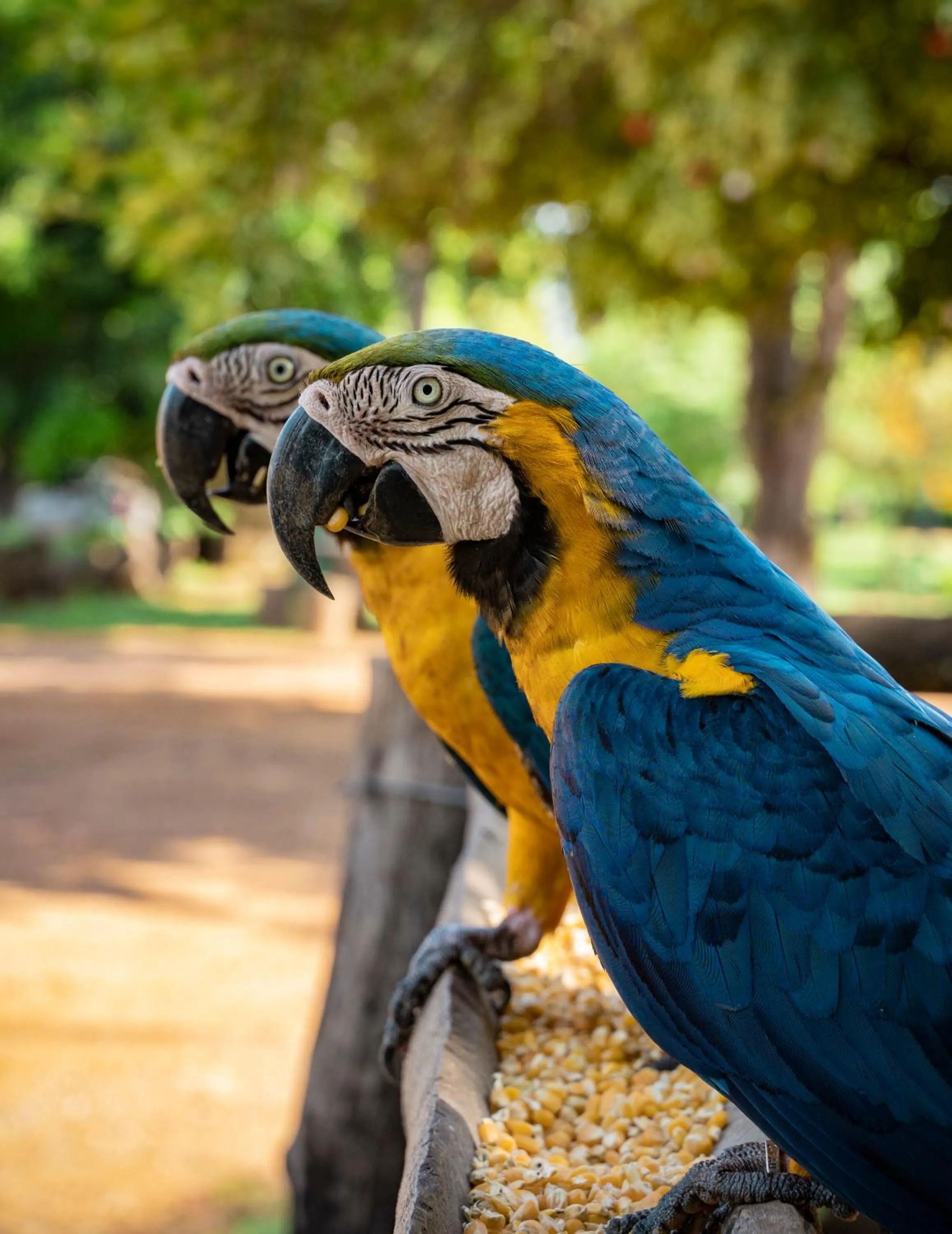 Fazenda San Francisco