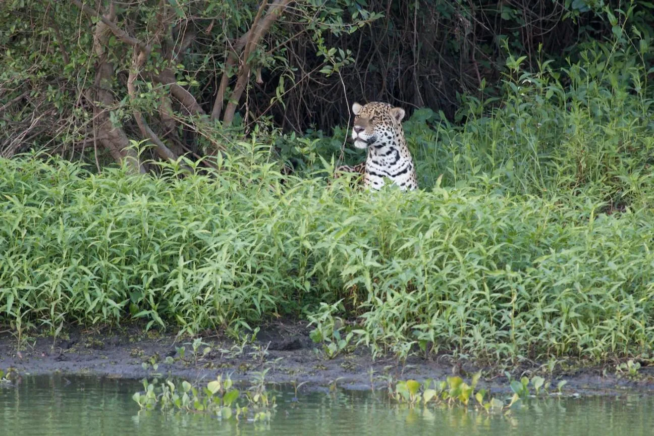 Fazenda San Francisco