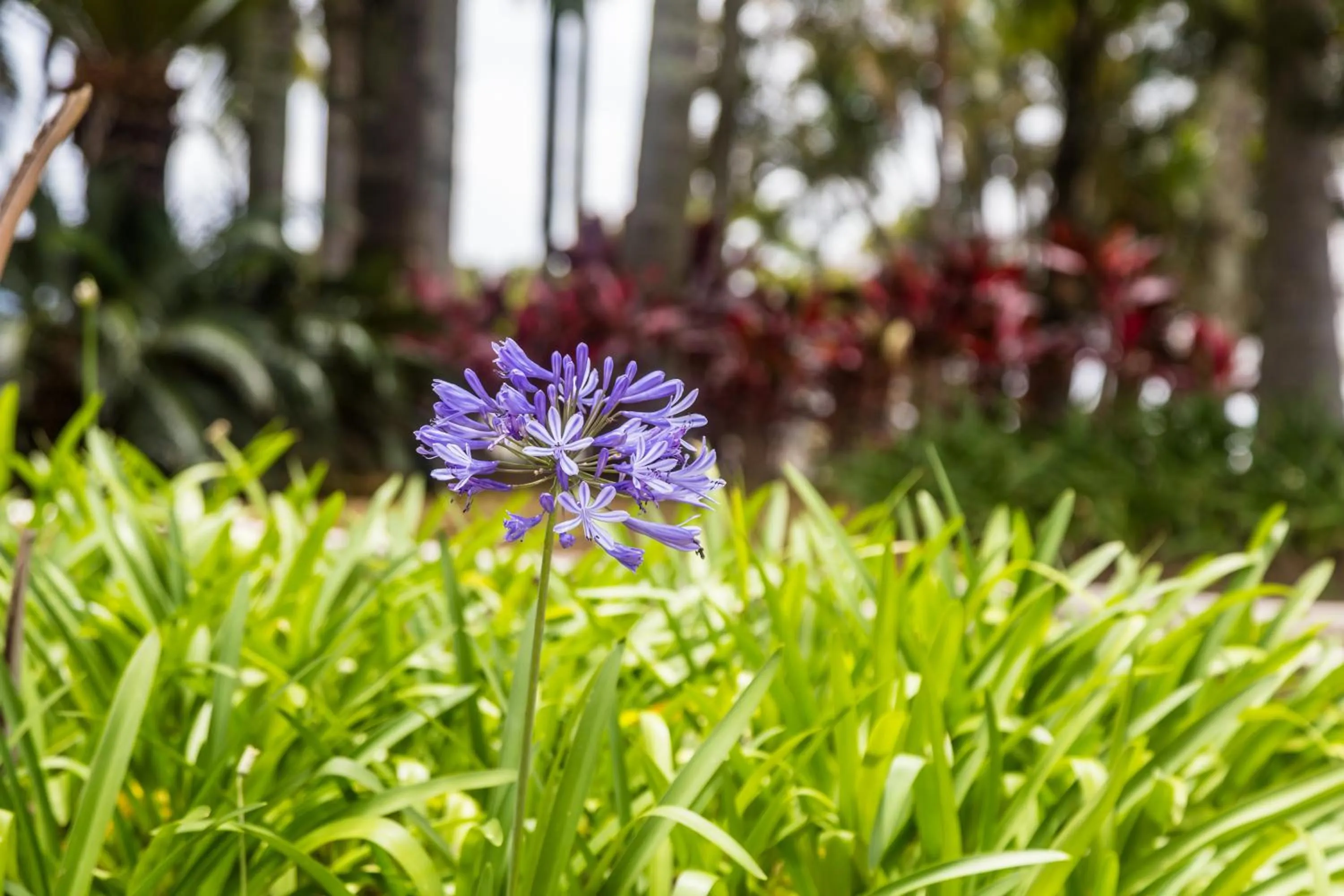 Garden in Grand Resort Serra Negra