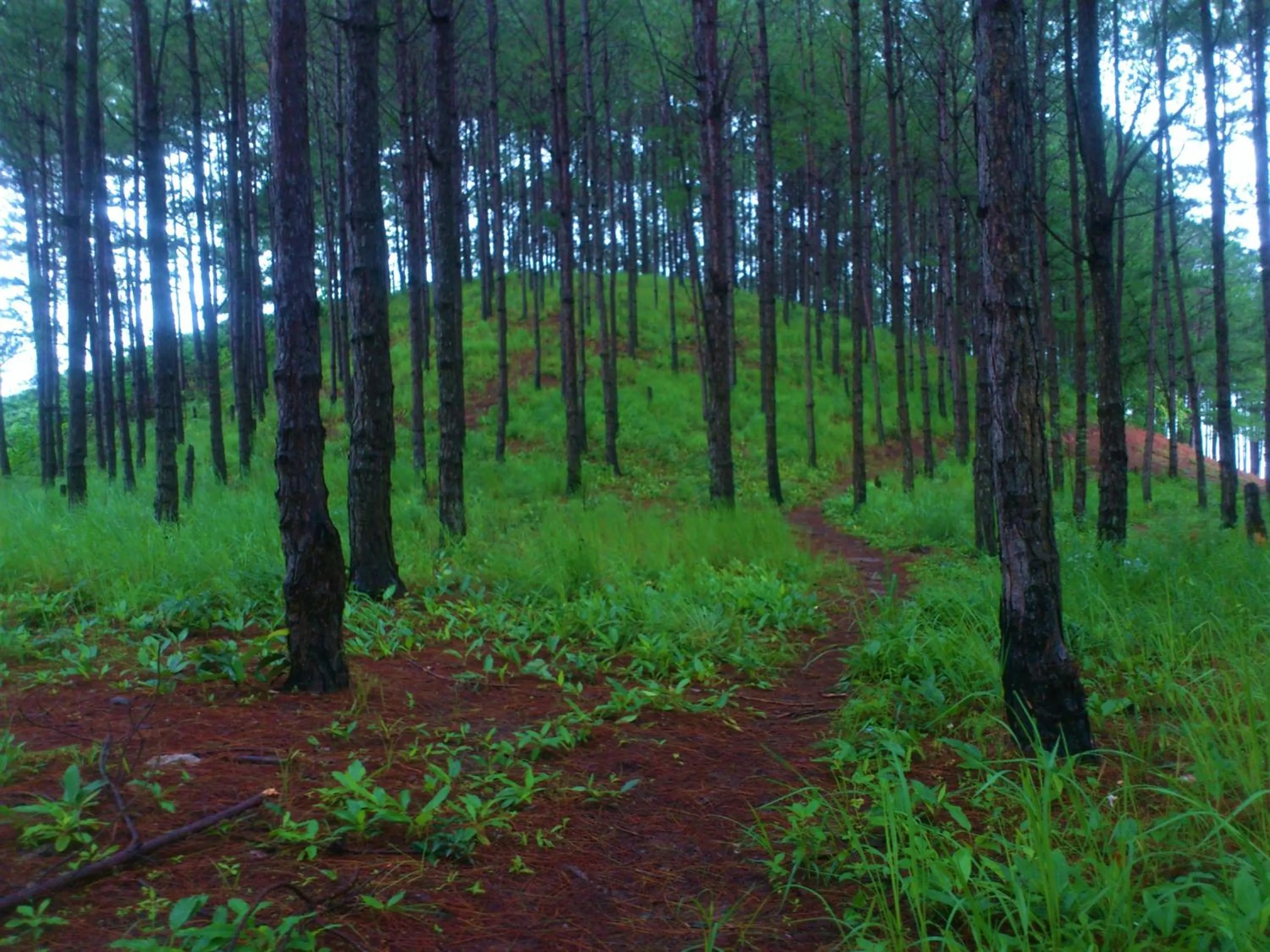 Neighbourhood in Midori Heritage Coffee Farm
