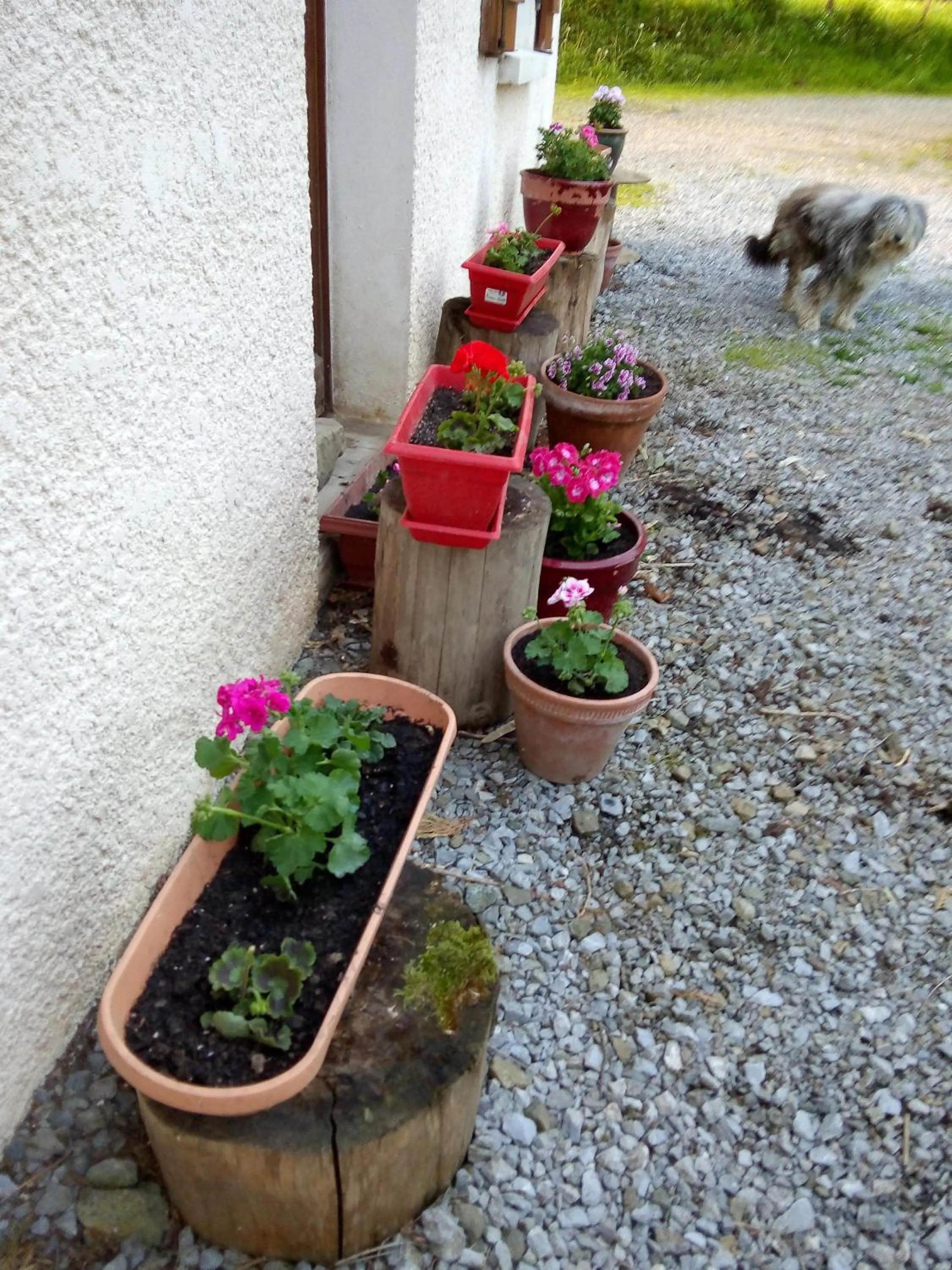 Garden in chambre chez sylvie