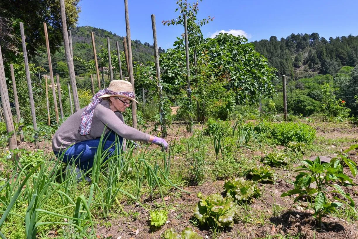 Garden in Logis Hôtel Restaurant Le Chêne Vert