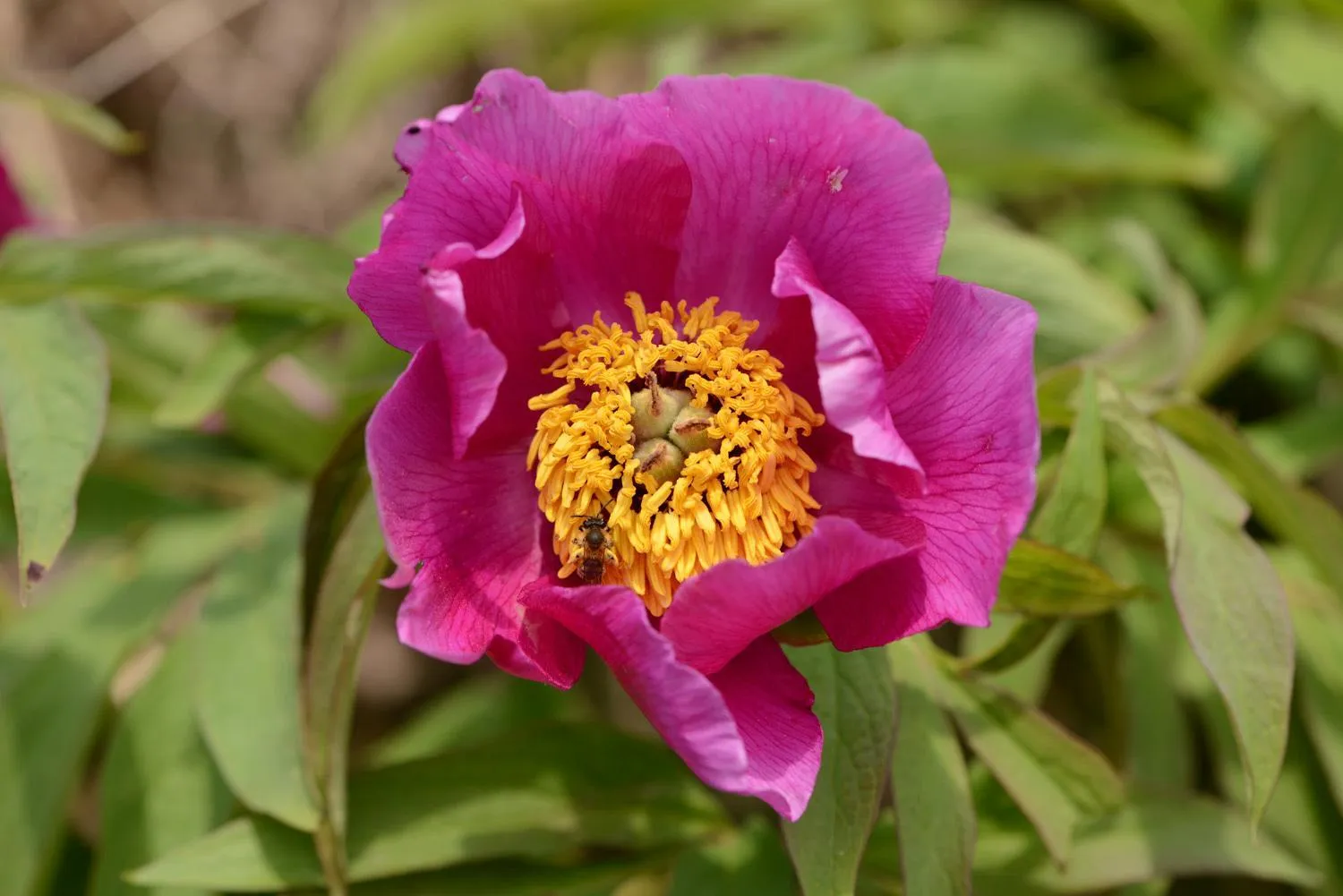 Natural landscape in MOUNTAIN HOTEL Osteria di MONTAGNA La Peonia Monte Generoso