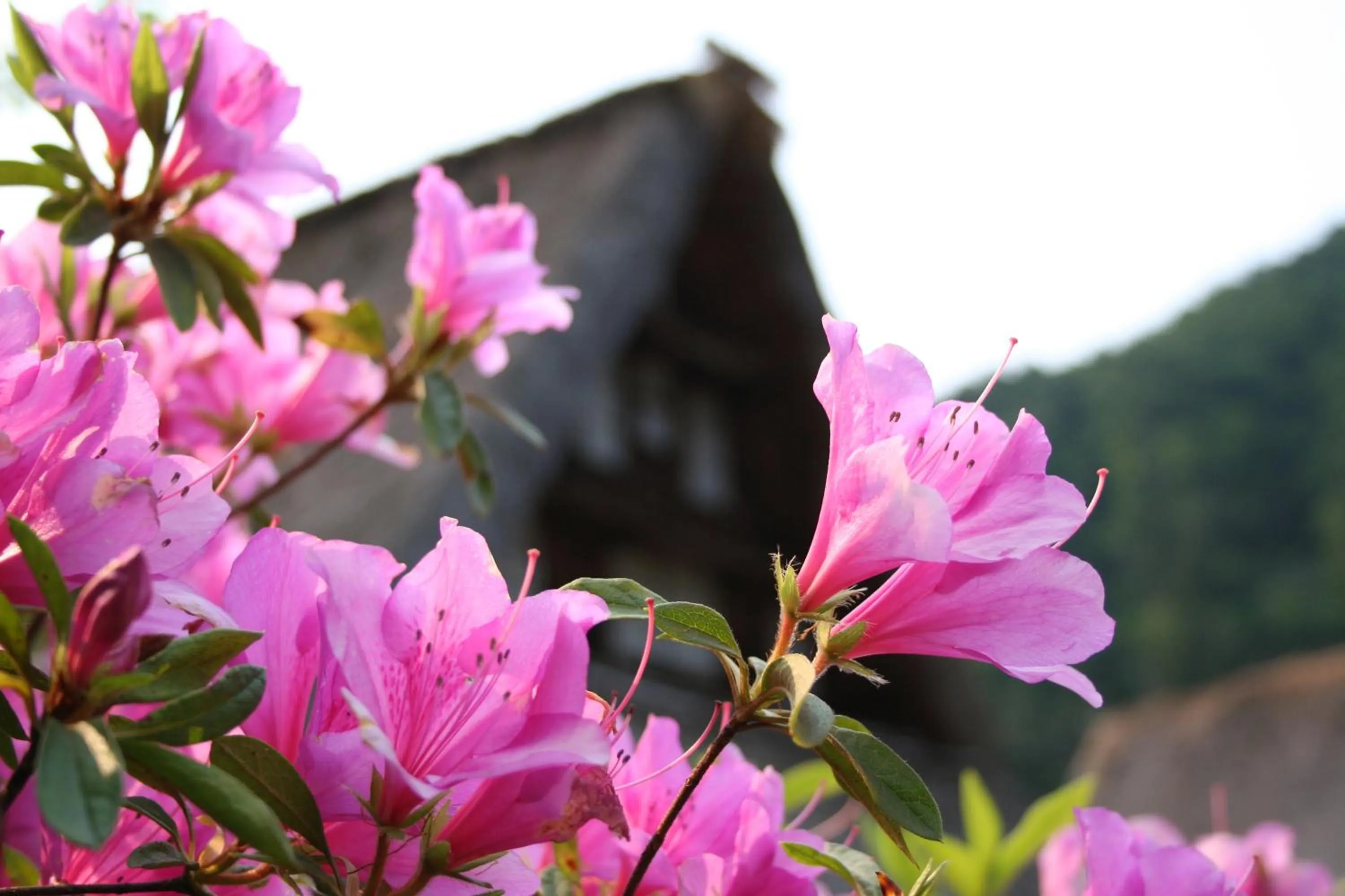 Off site in Gokasanso