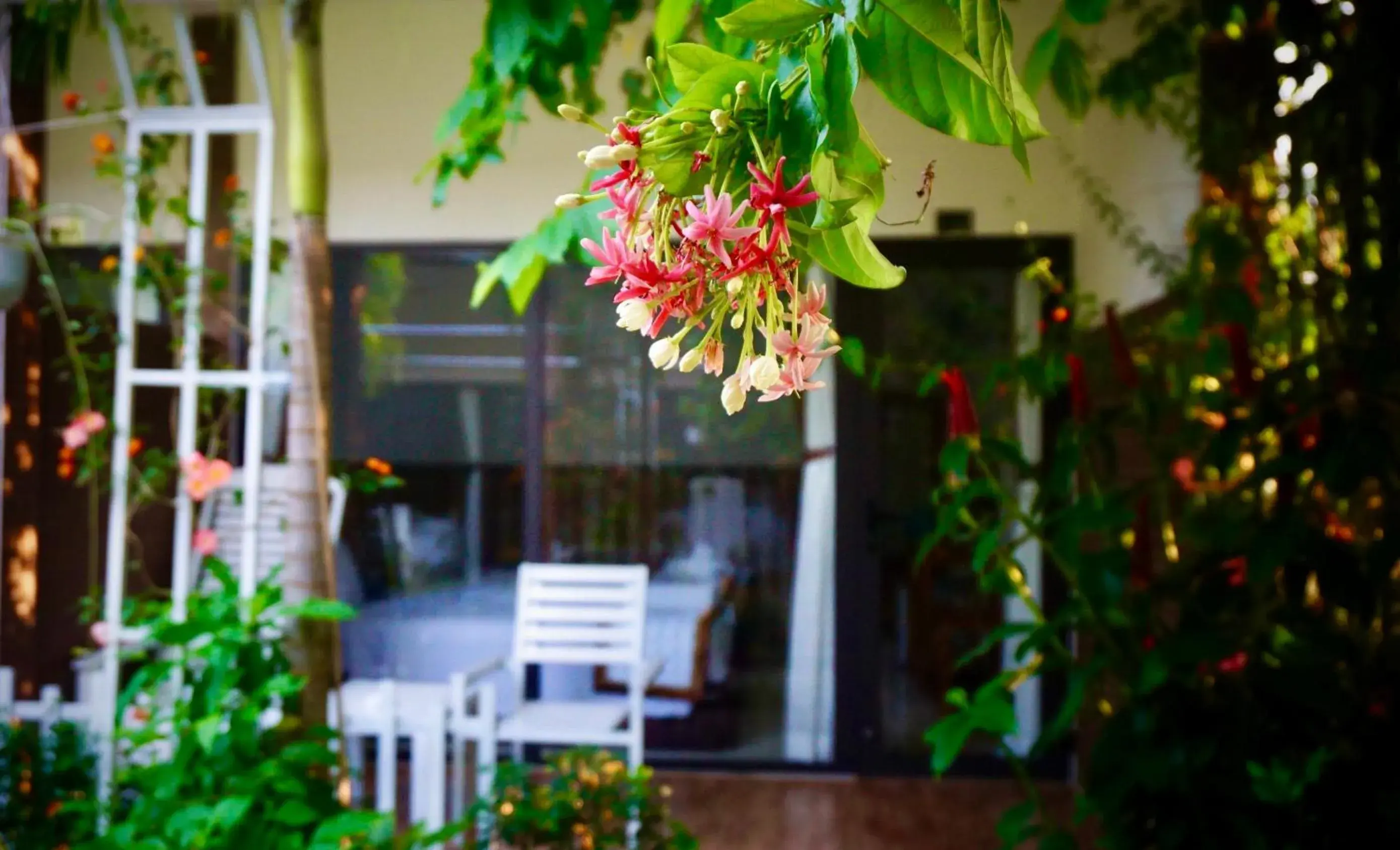 Garden view in Canary Bungalow Garden view in Canary Bungalow