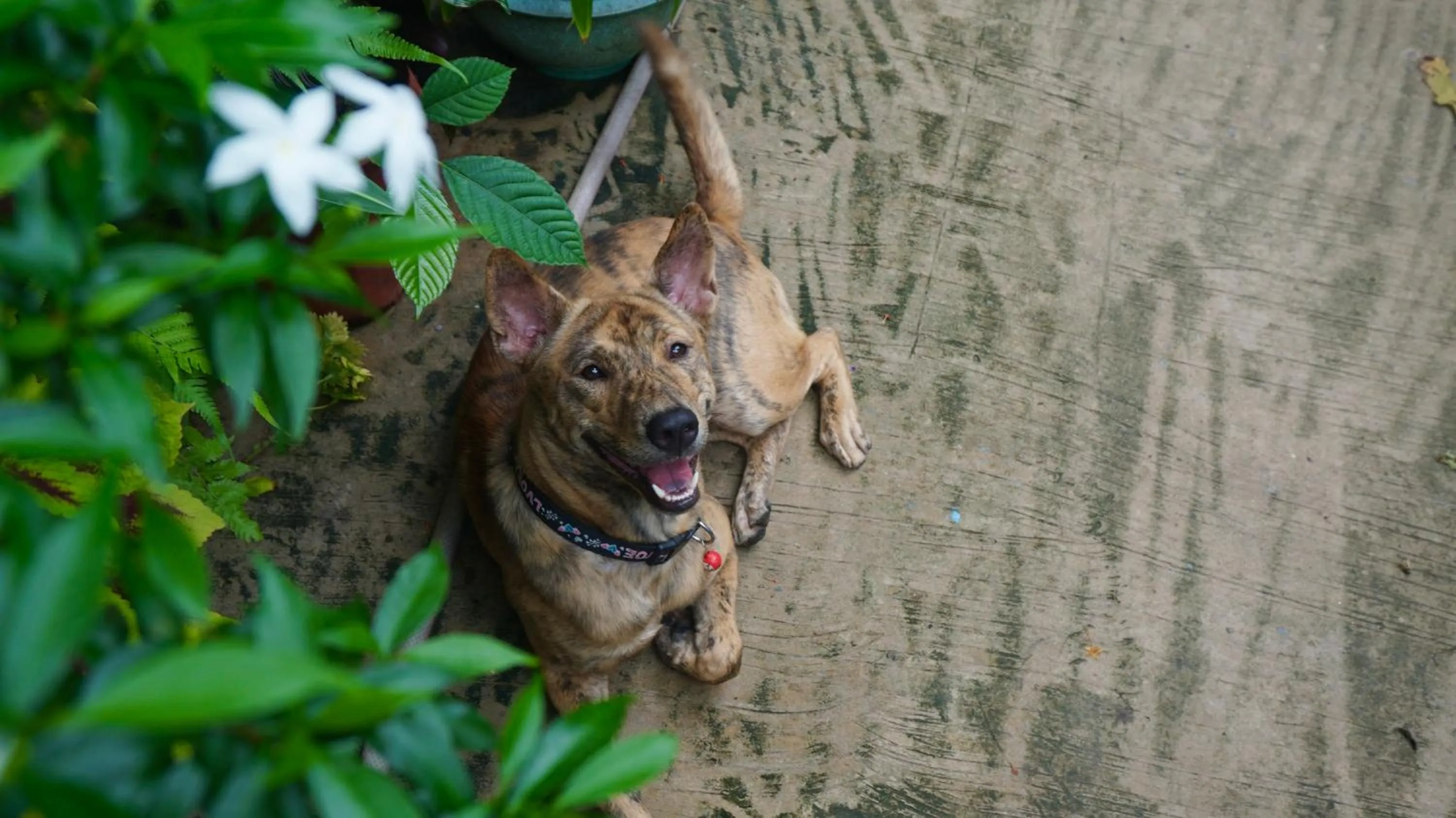Animals in Canary Bungalow