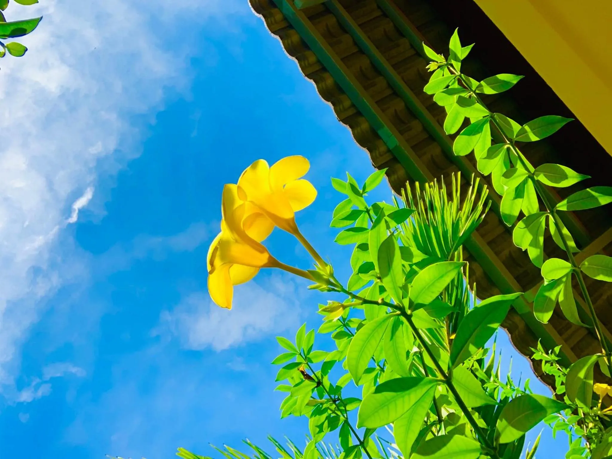 Garden in Canary Bungalow