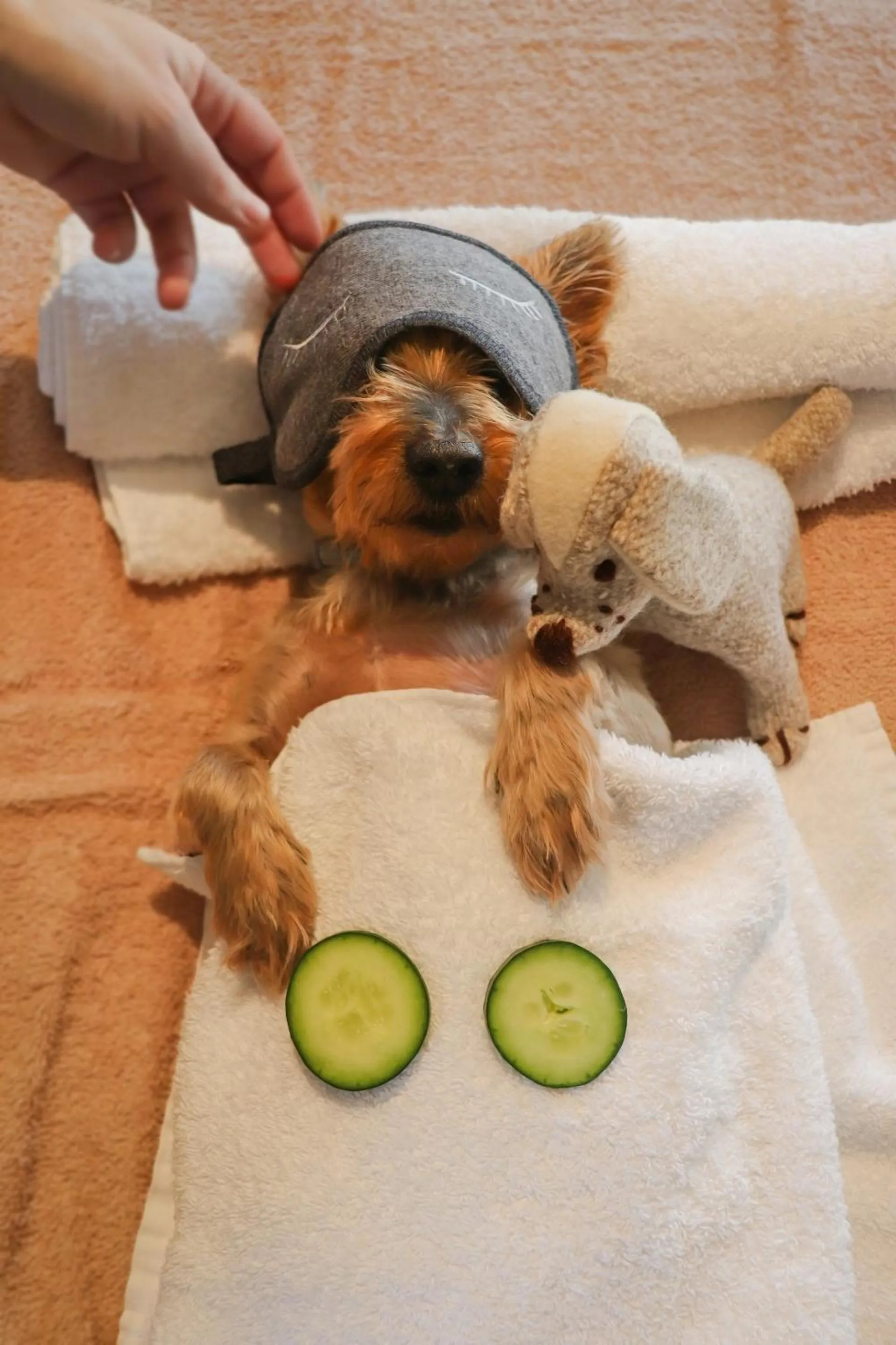 Spa and wellness centre/facilities in Six Senses Douro Valley