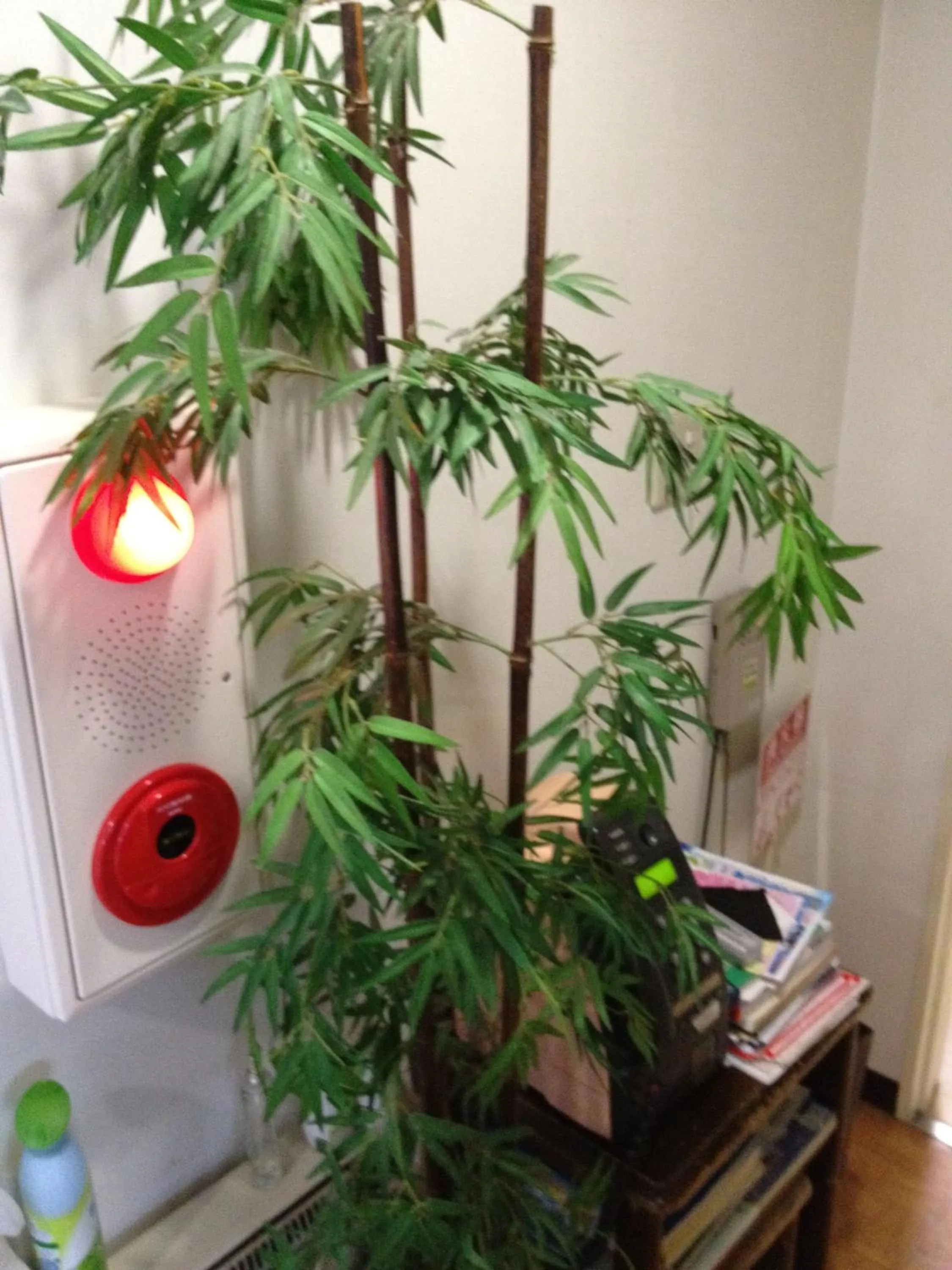 Other in Iroha Ryokan