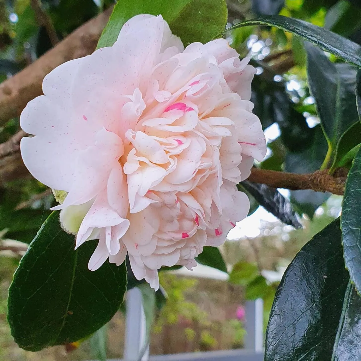 Garden in Hotel O Colmo