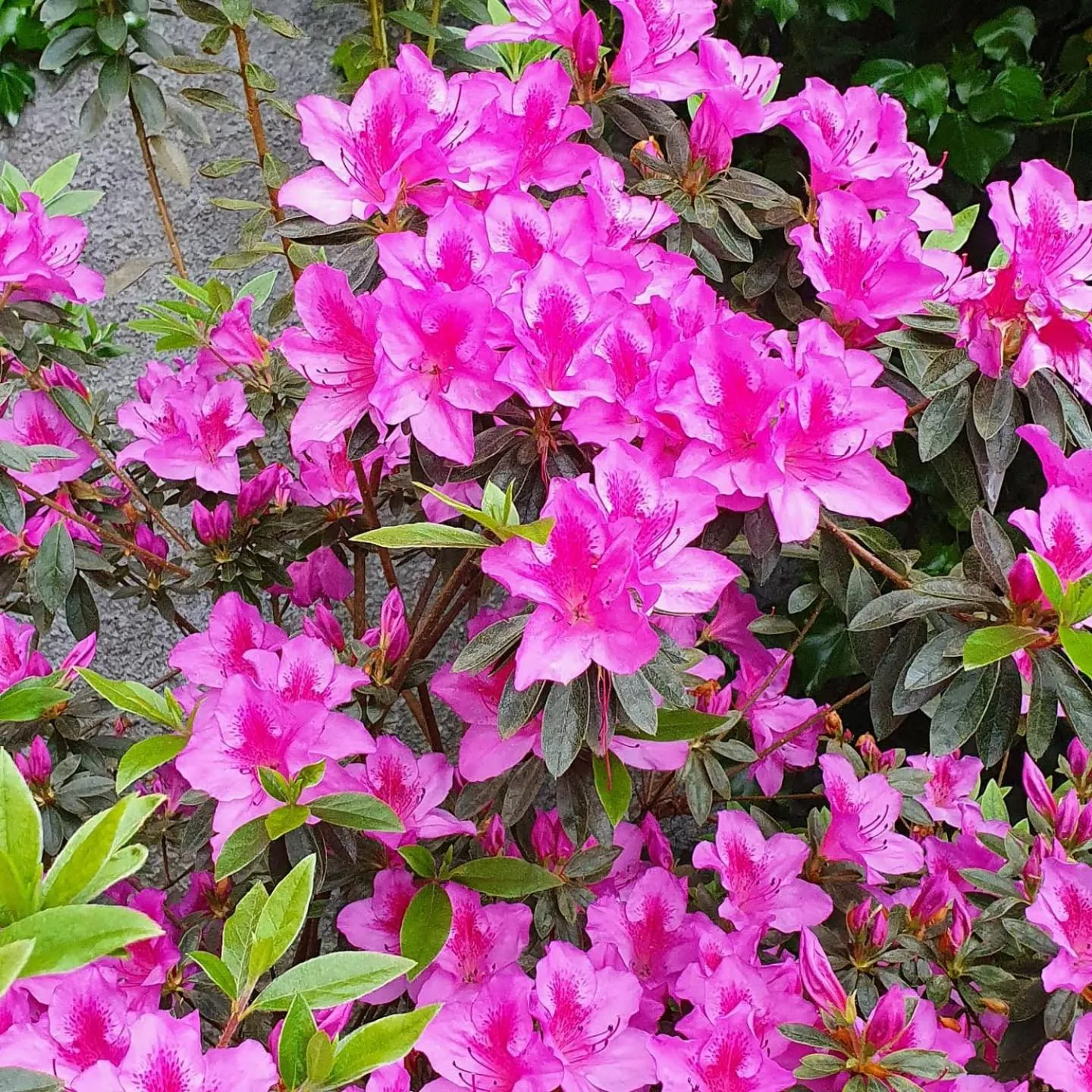 Garden in Hotel O Colmo