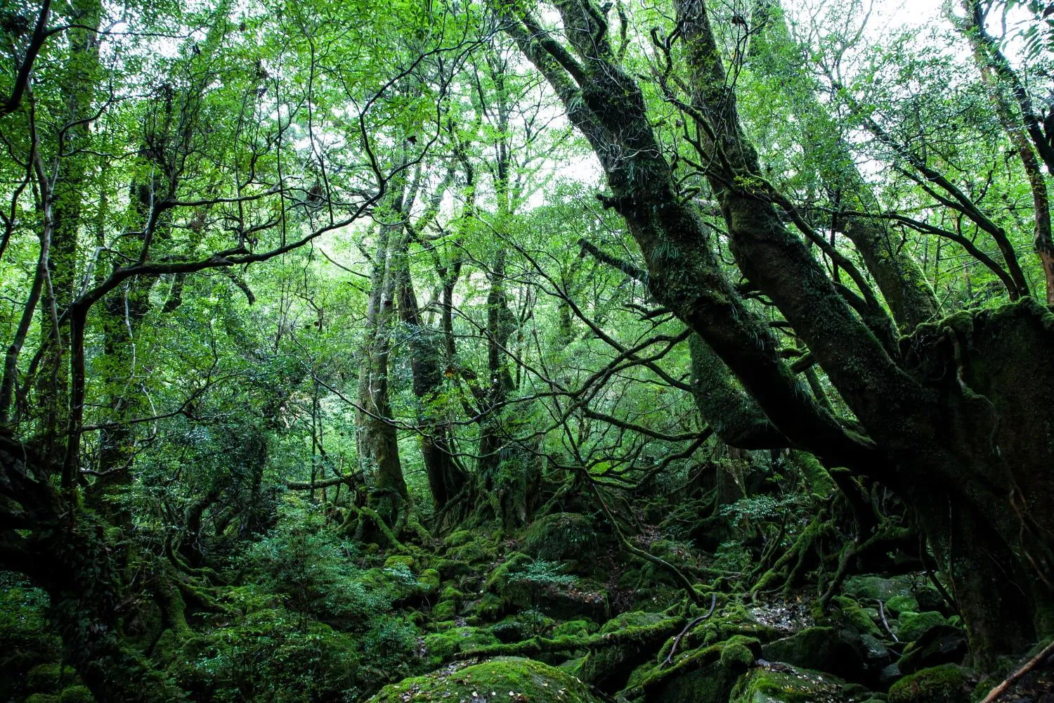 Natural landscape in Ananda Chillage Yakushima