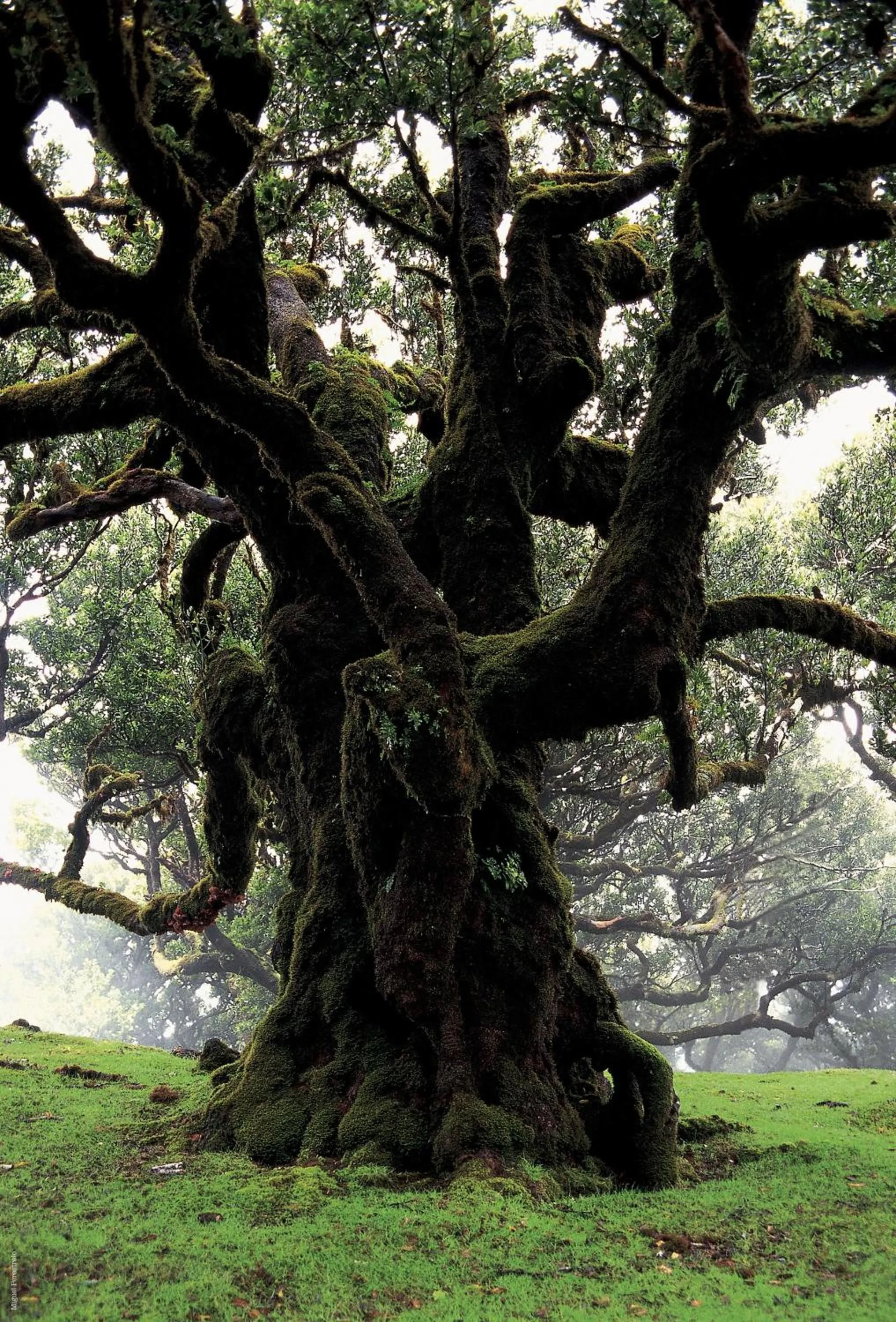 Natural landscape in Madeira Bright Star by Petit Hotels