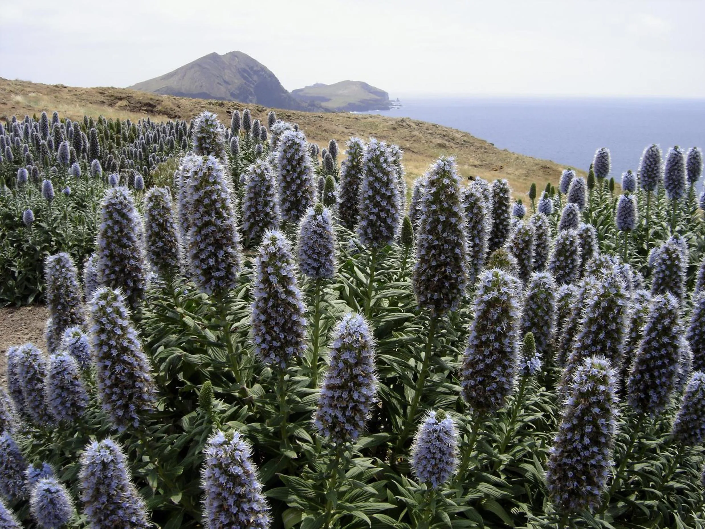 Natural landscape in Madeira Bright Star by Petit Hotels