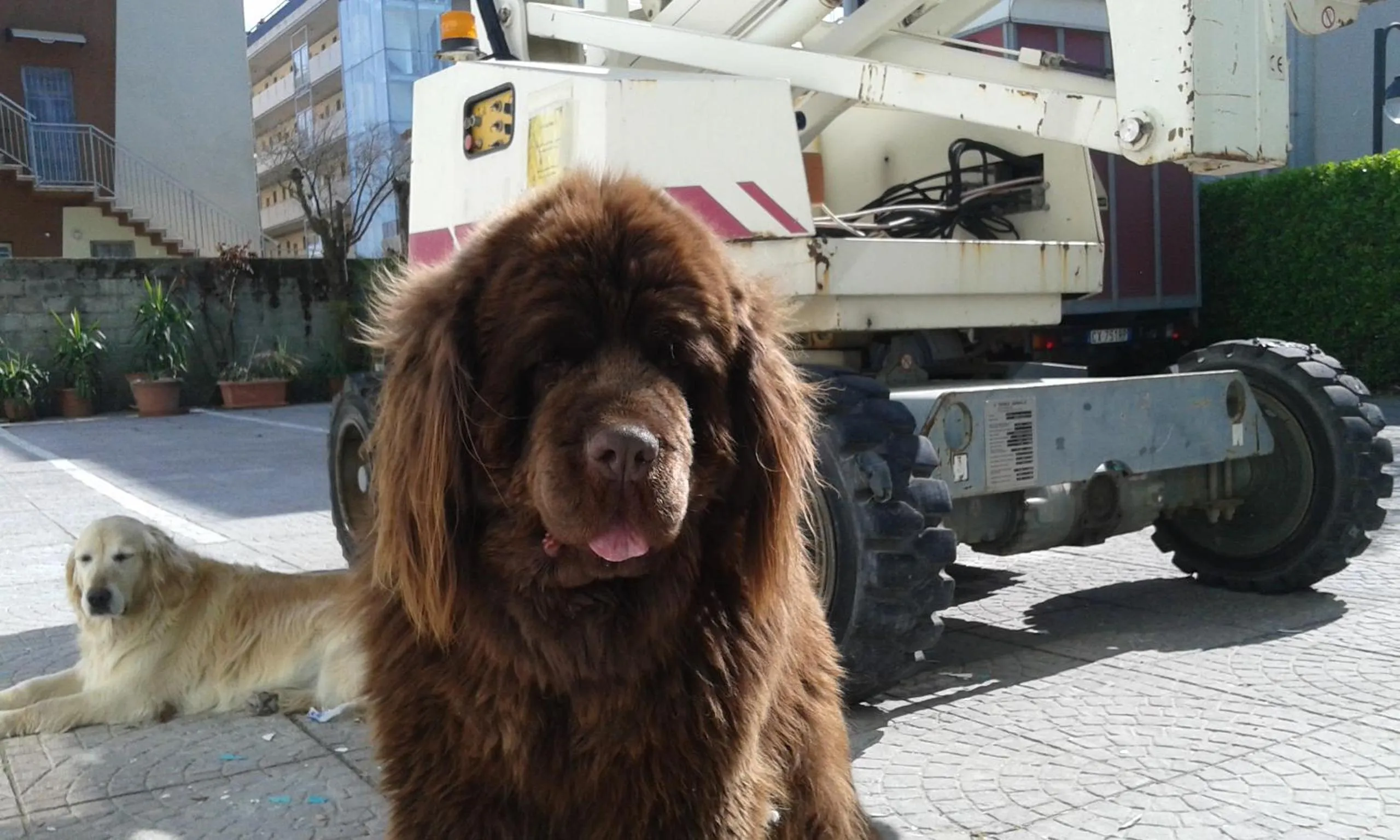 Pets in Hotel Olanda