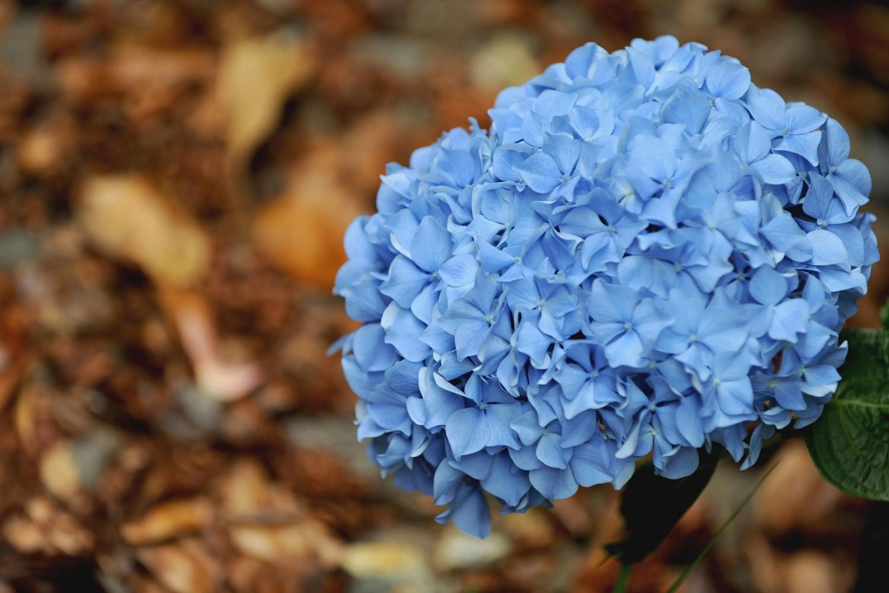 Garden view in Quinta Da Cova Do Milho