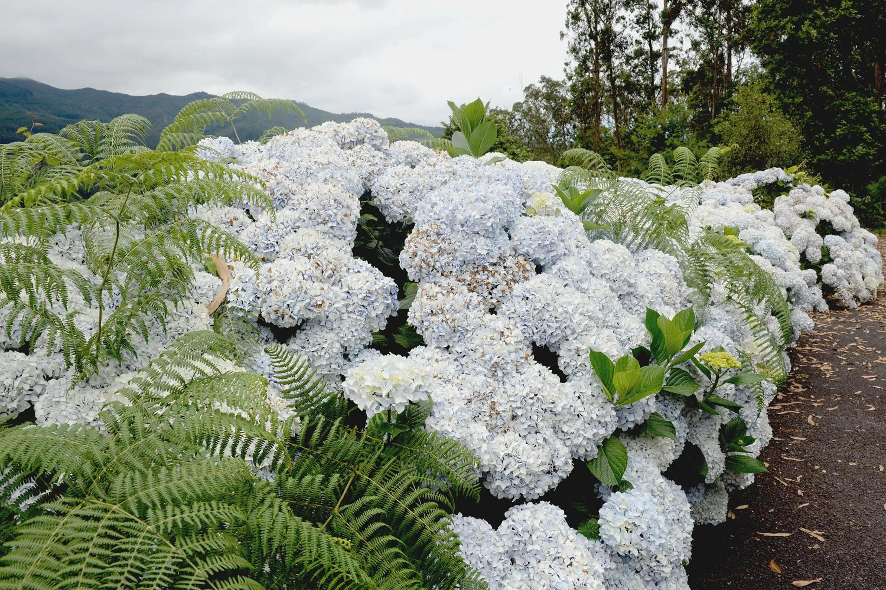 Garden view in Quinta Da Cova Do Milho