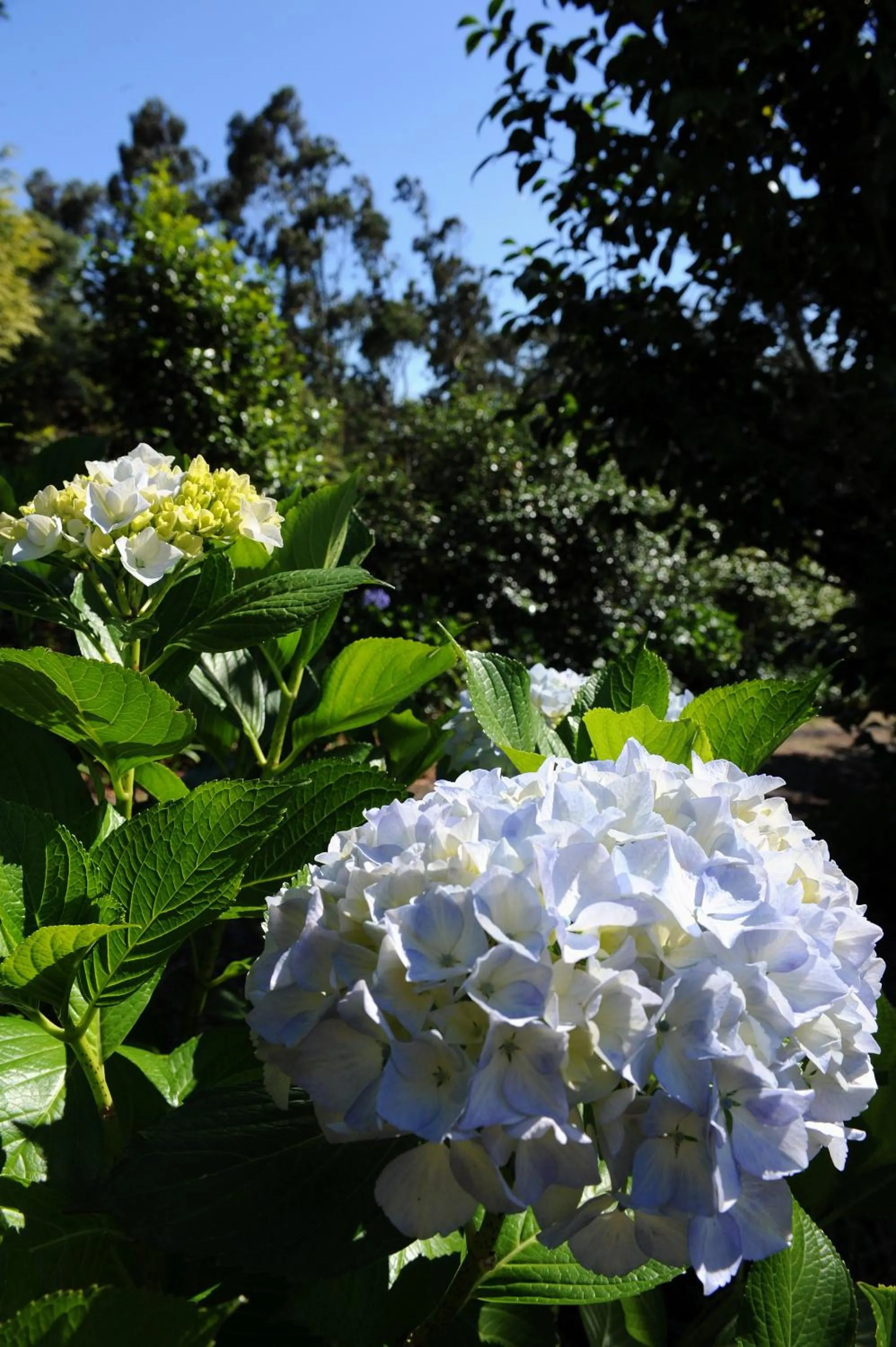 Garden in Quinta Da Cova Do Milho