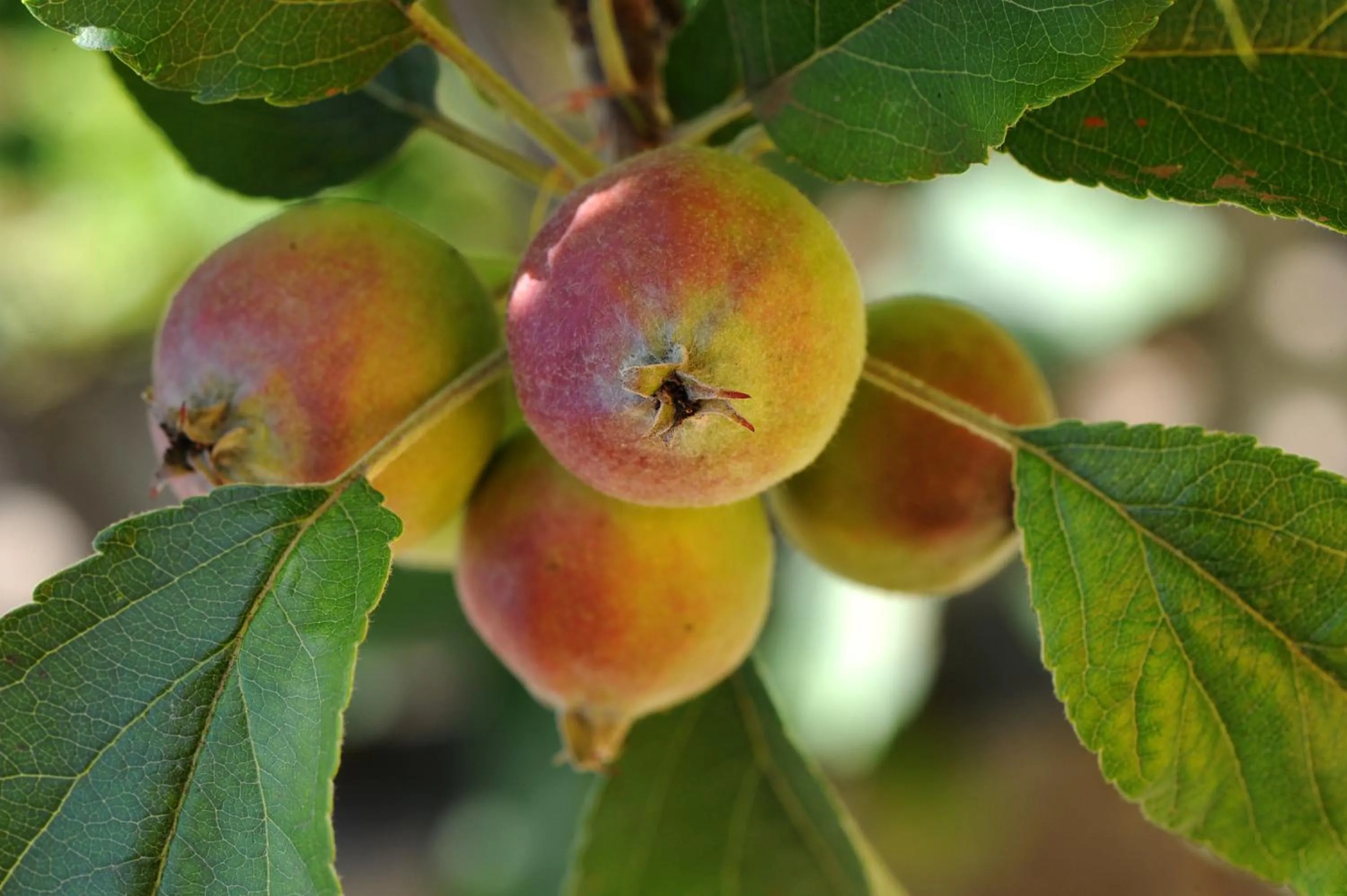 Garden in Quinta Da Cova Do Milho