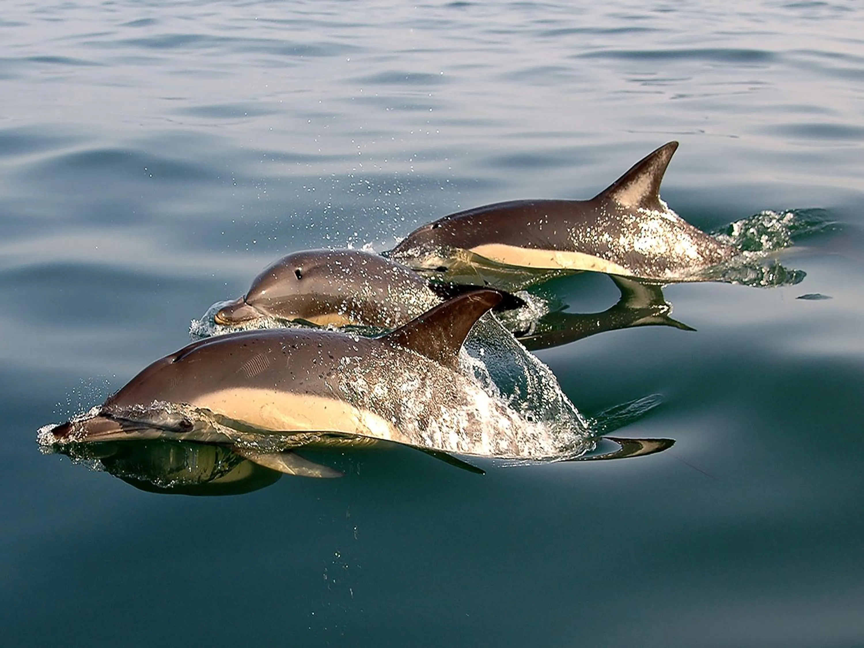 Sports in Villas Mare Residence