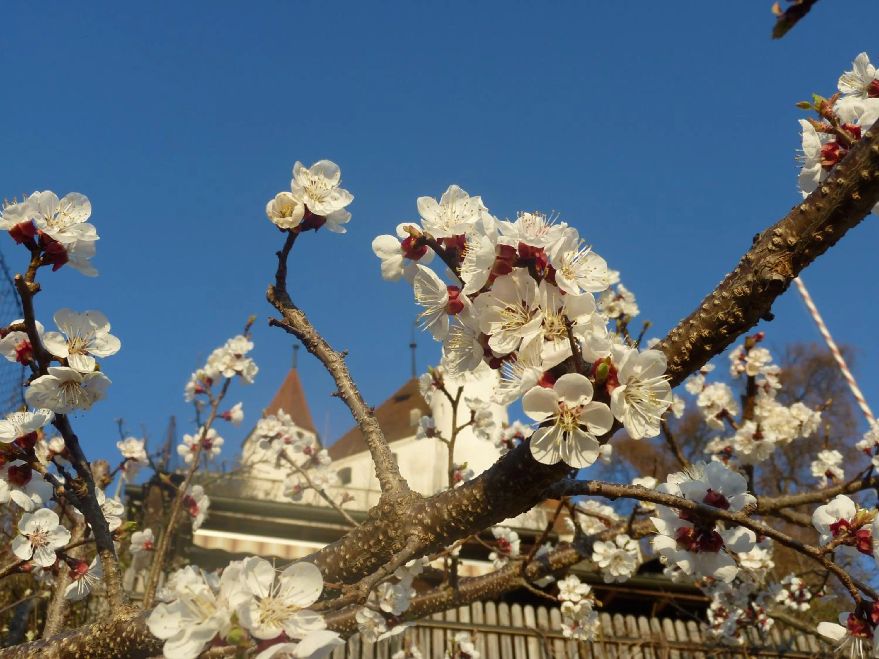 Area and facilities in Hotel Restaurant Schwert Thun