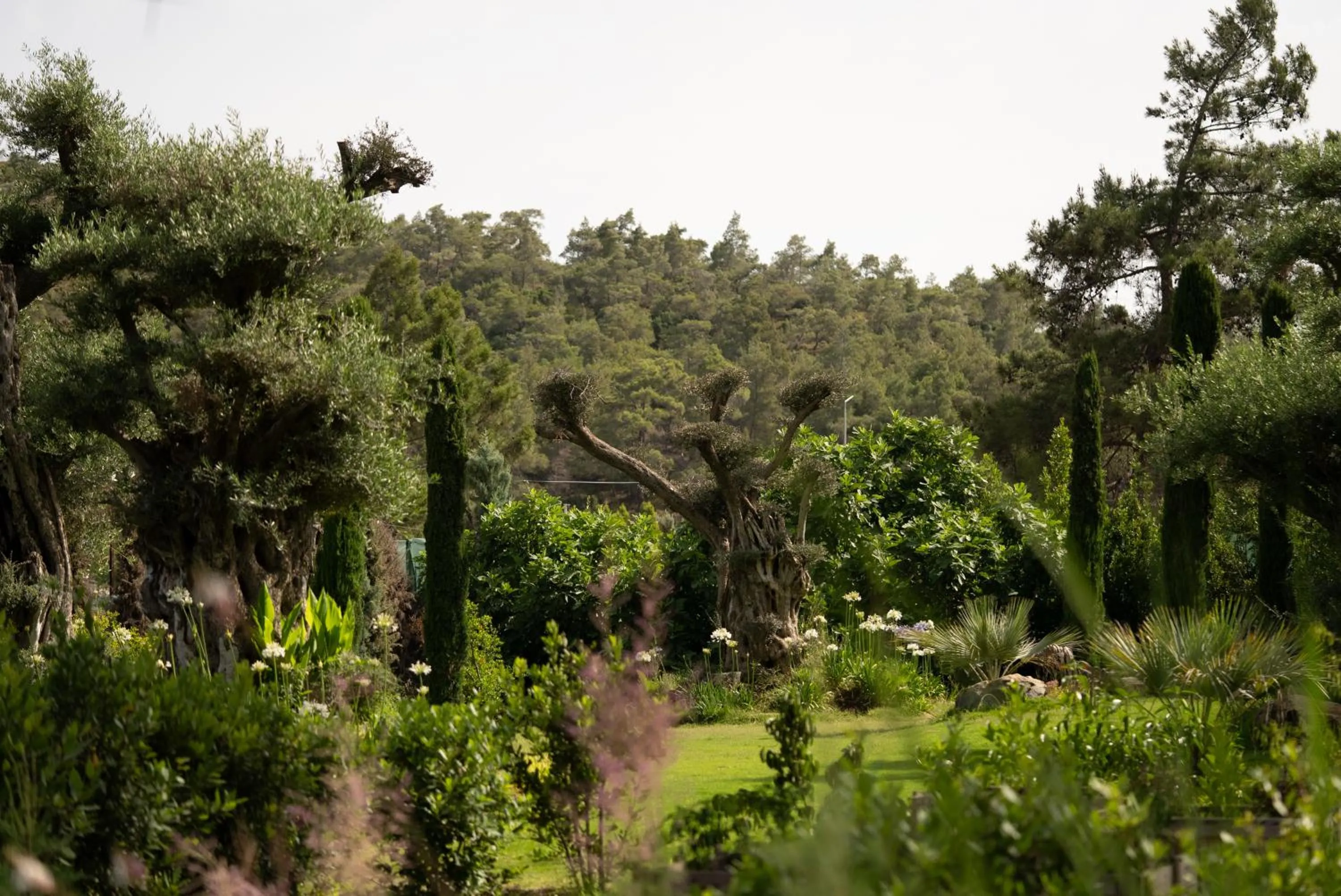 Garden in Golden Key Bordubet