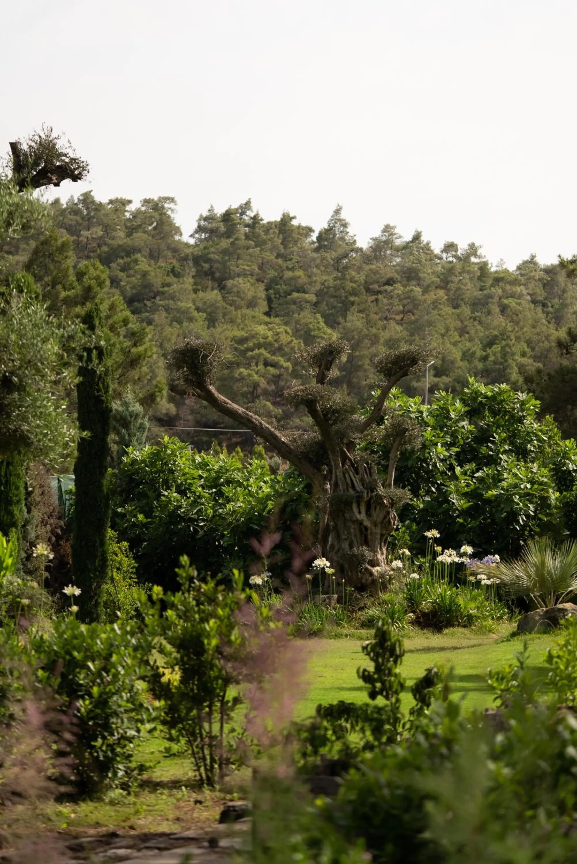 Garden in Golden Key Bordubet