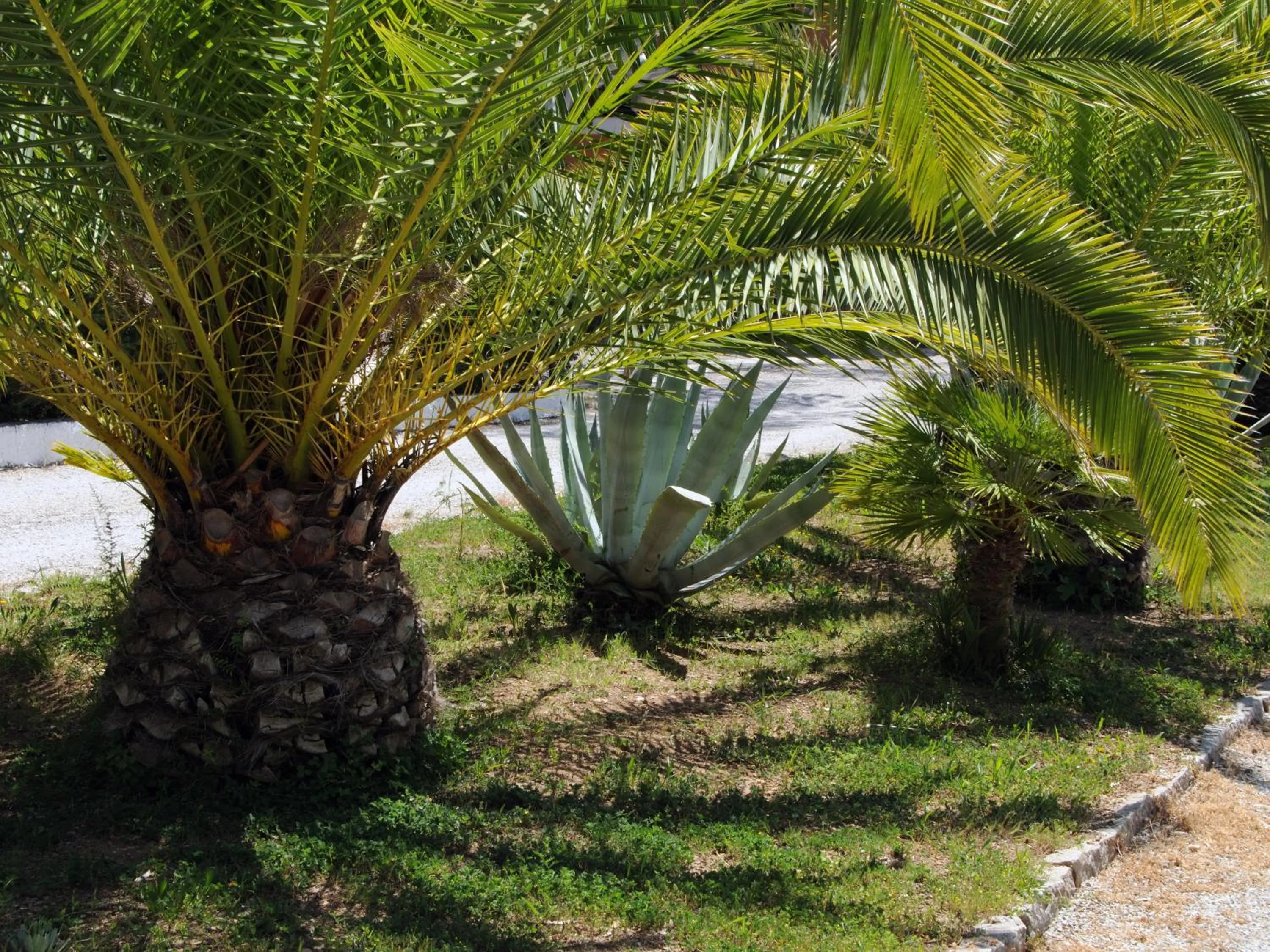 Garden in Hotel Capo Sud