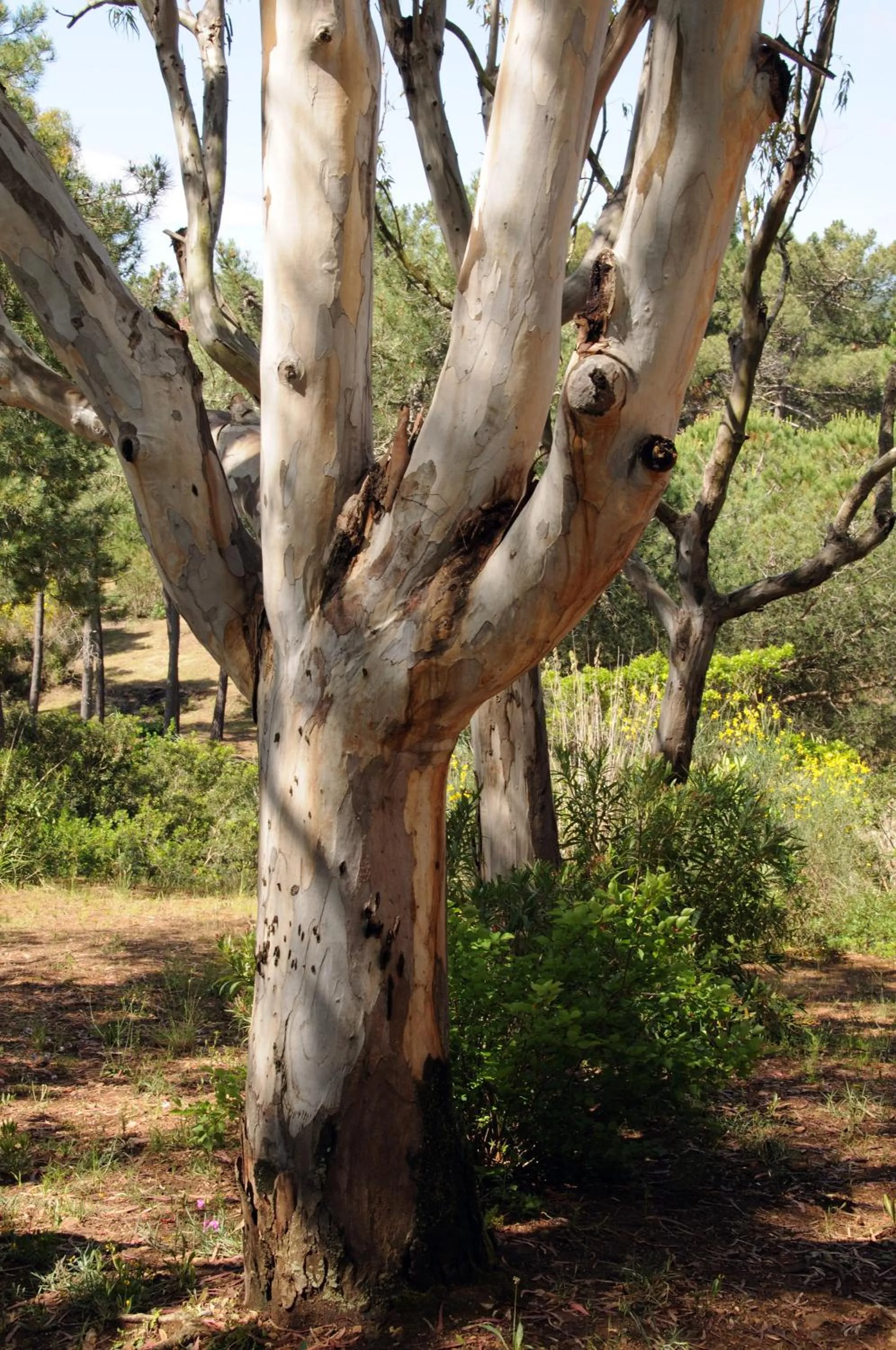 Natural landscape in Hotel Capo Sud