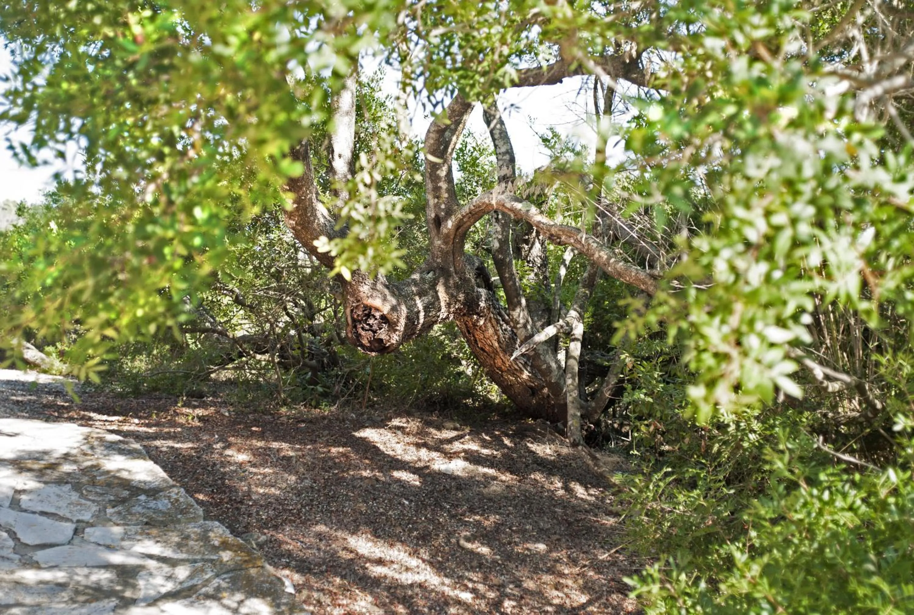 Natural landscape in Hotel Capo Sud