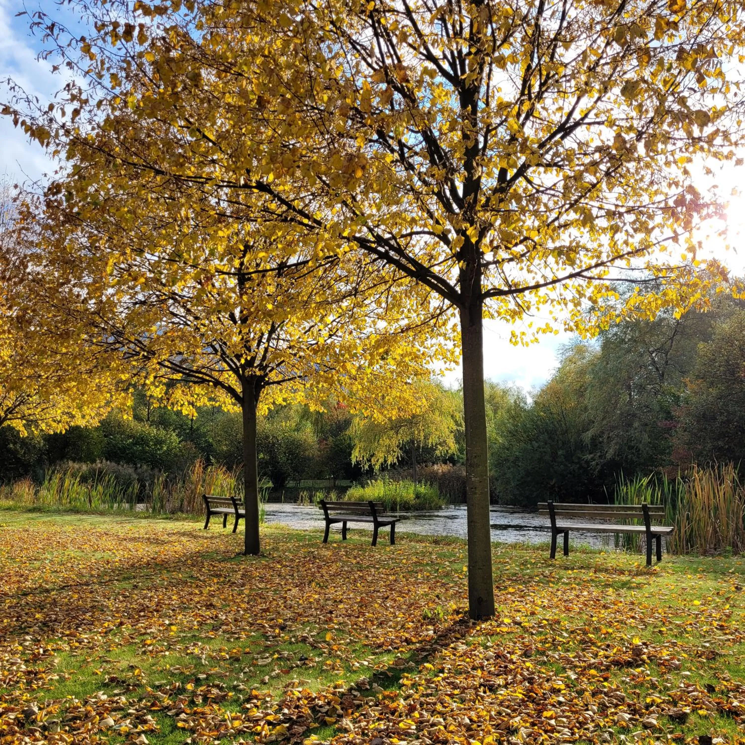 Garden in Hotel Helios