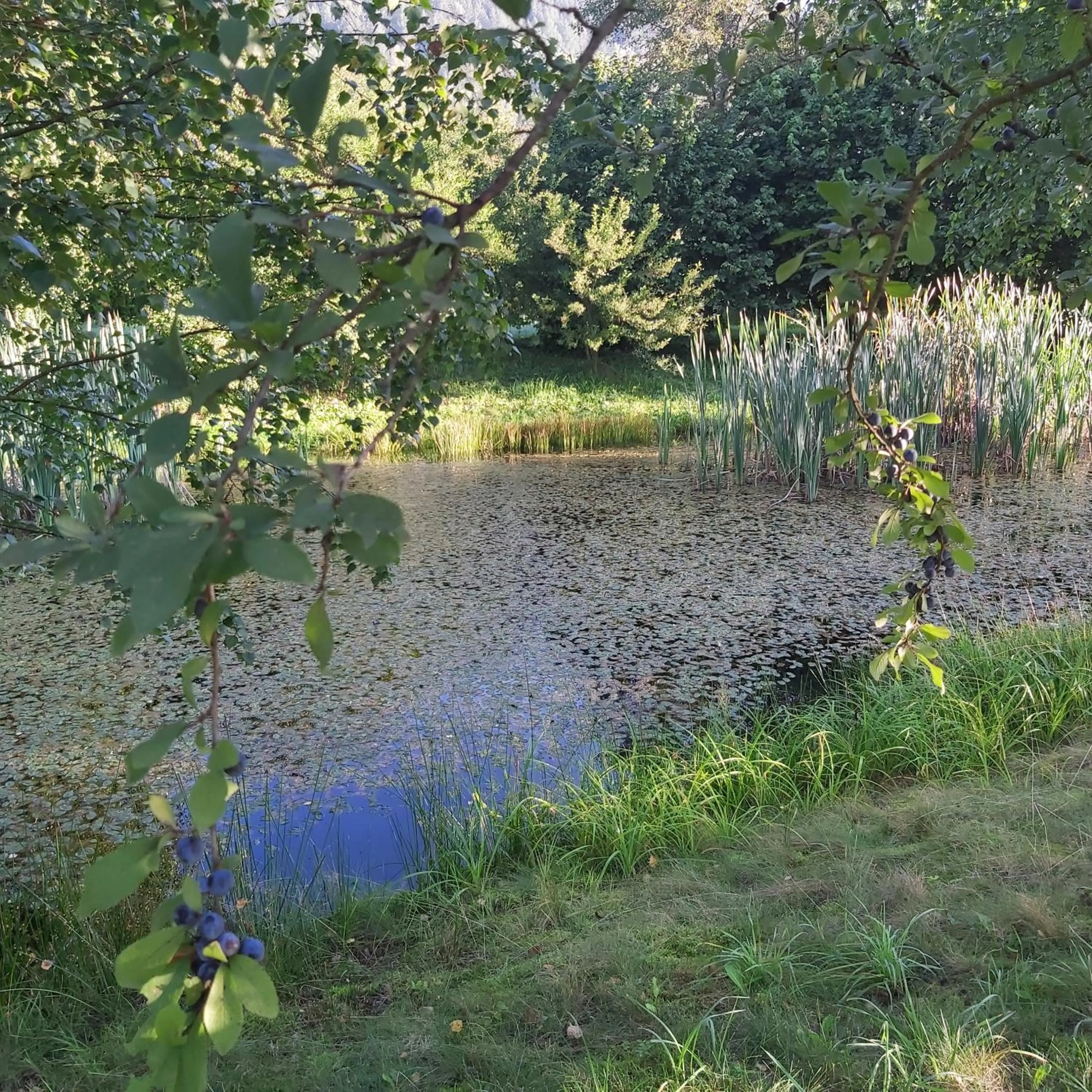 Garden in Hotel Helios