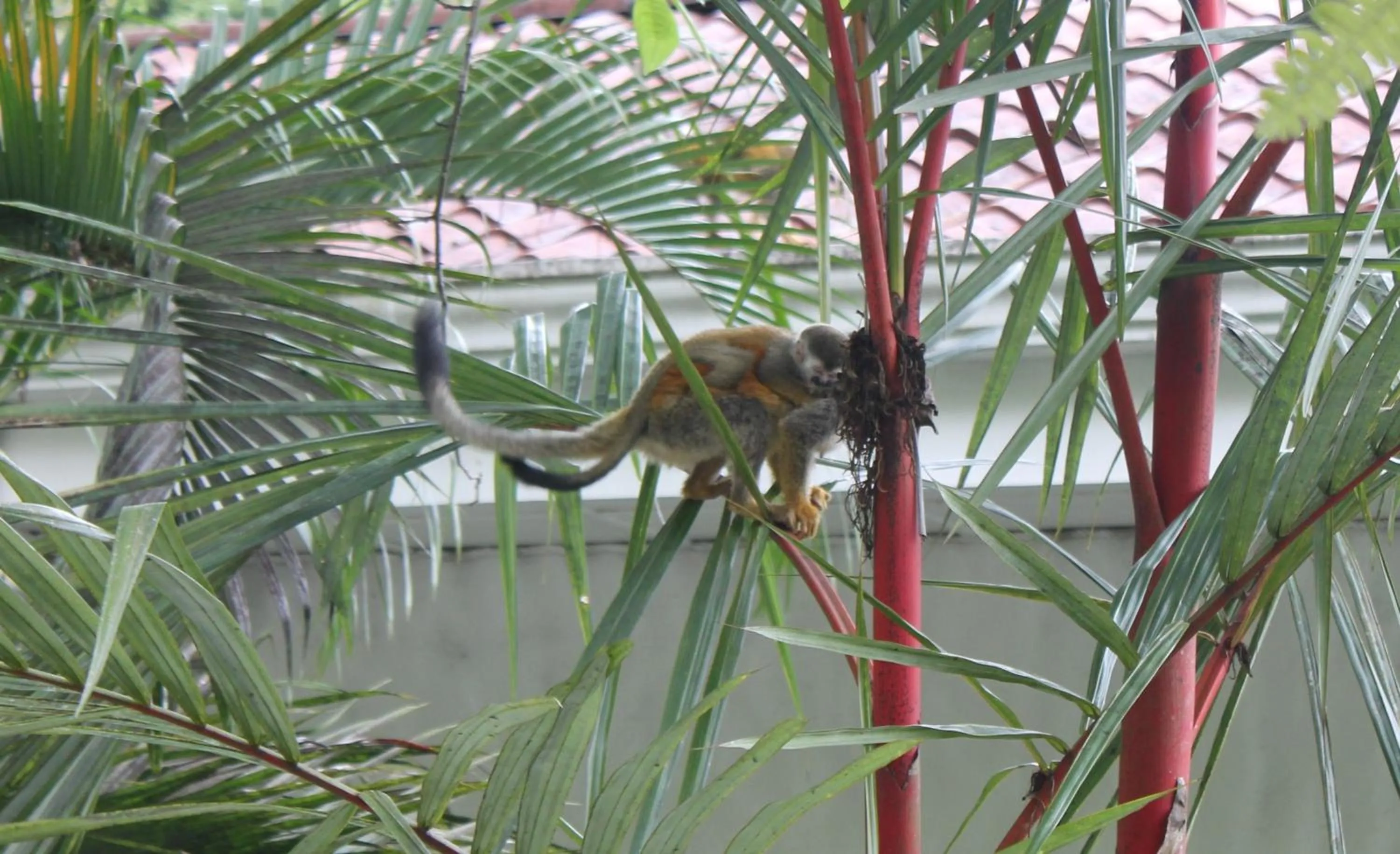 Animals in Hotel Villa Romantica