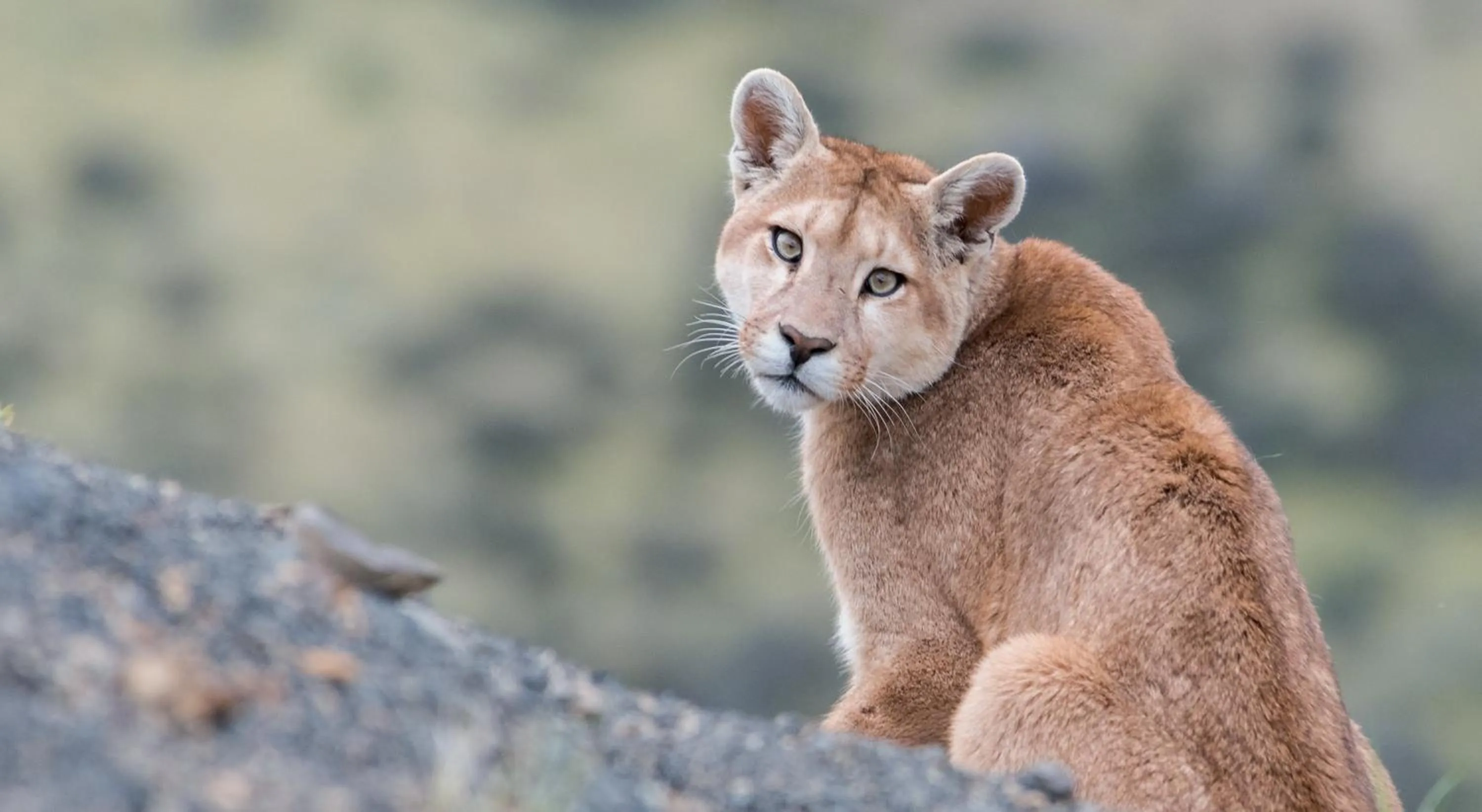Animals in Río Serrano Hotel + Spa