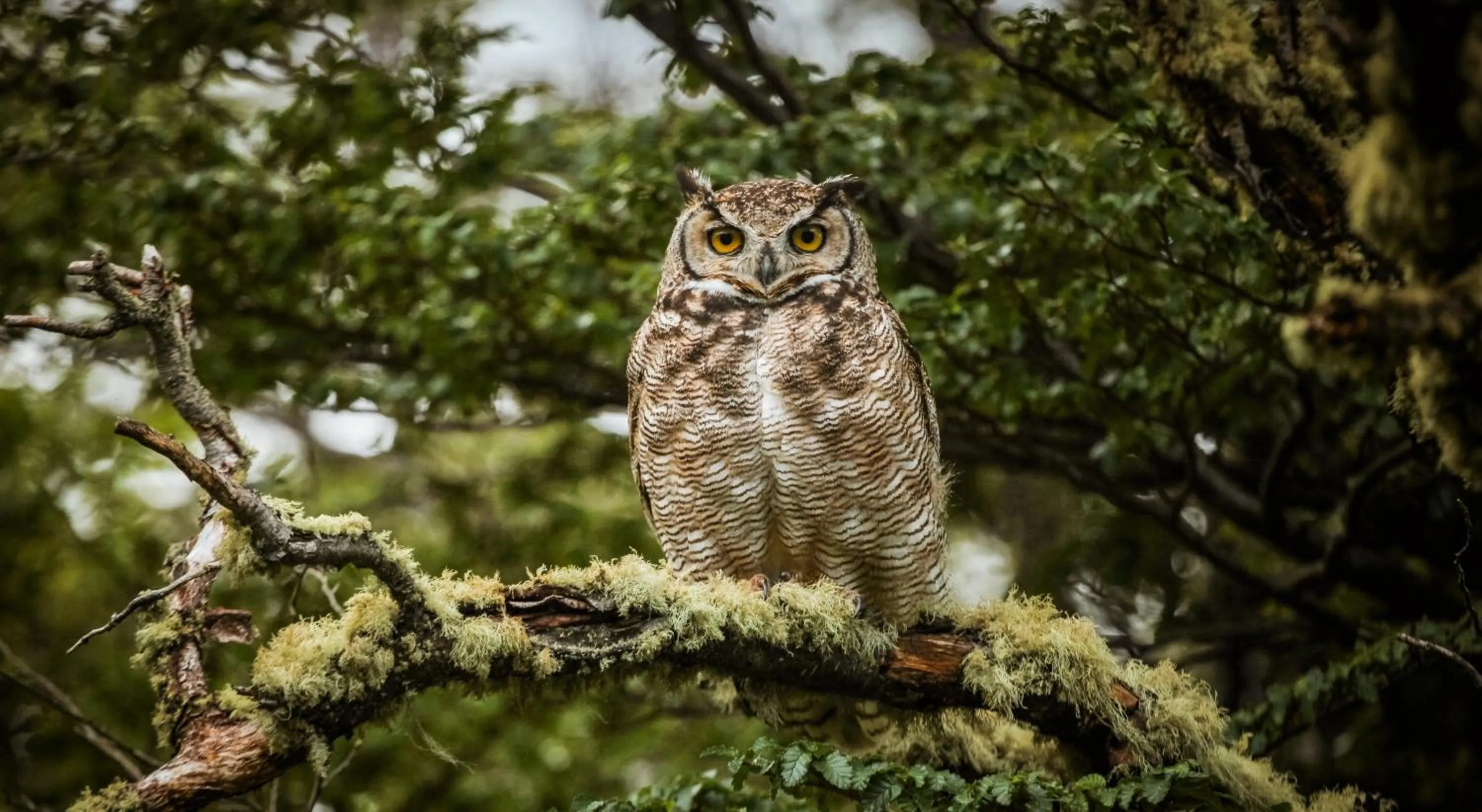 Animals in Río Serrano Hotel + Spa