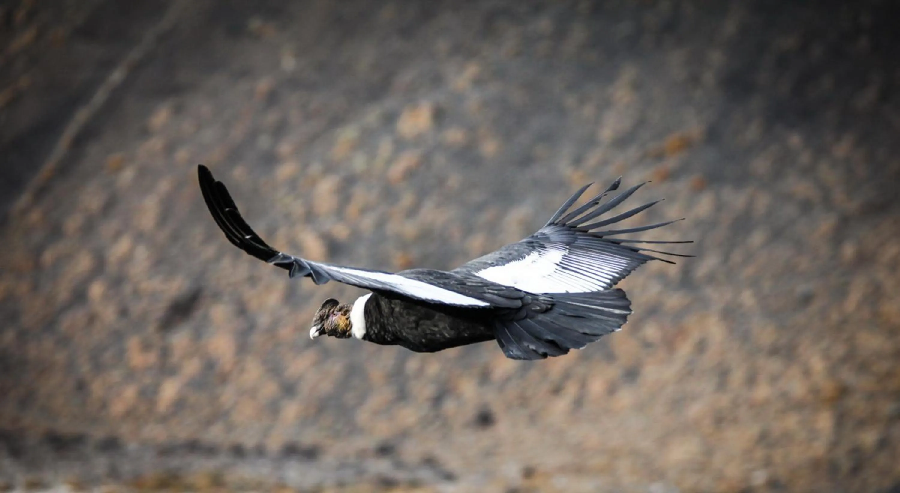 Animals in Río Serrano Hotel + Spa