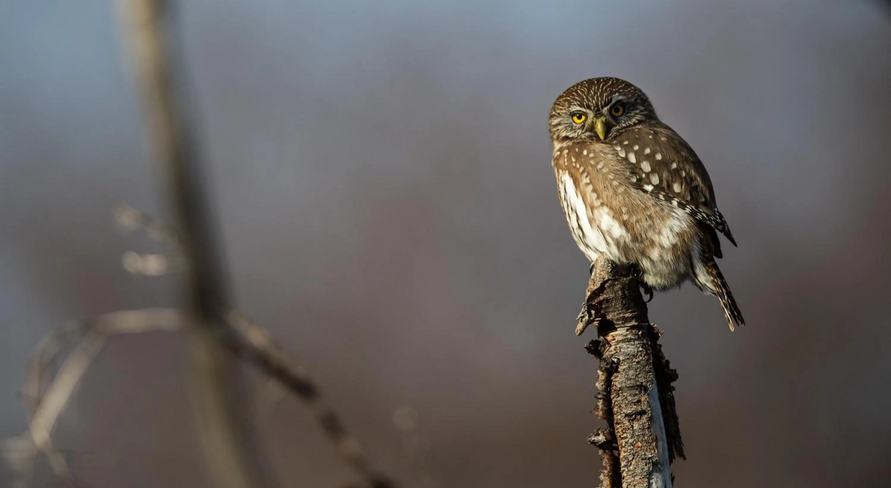 Animals in Río Serrano Hotel + Spa