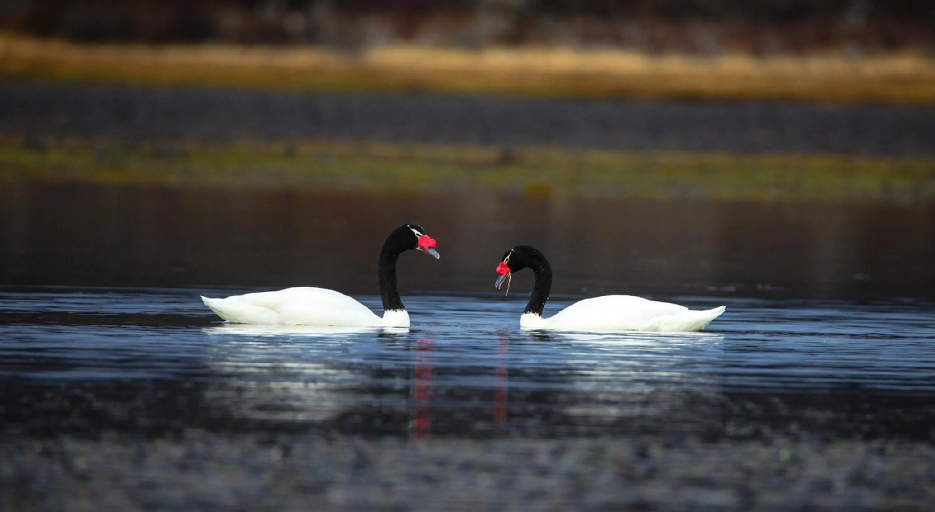 Animals in Río Serrano Hotel + Spa