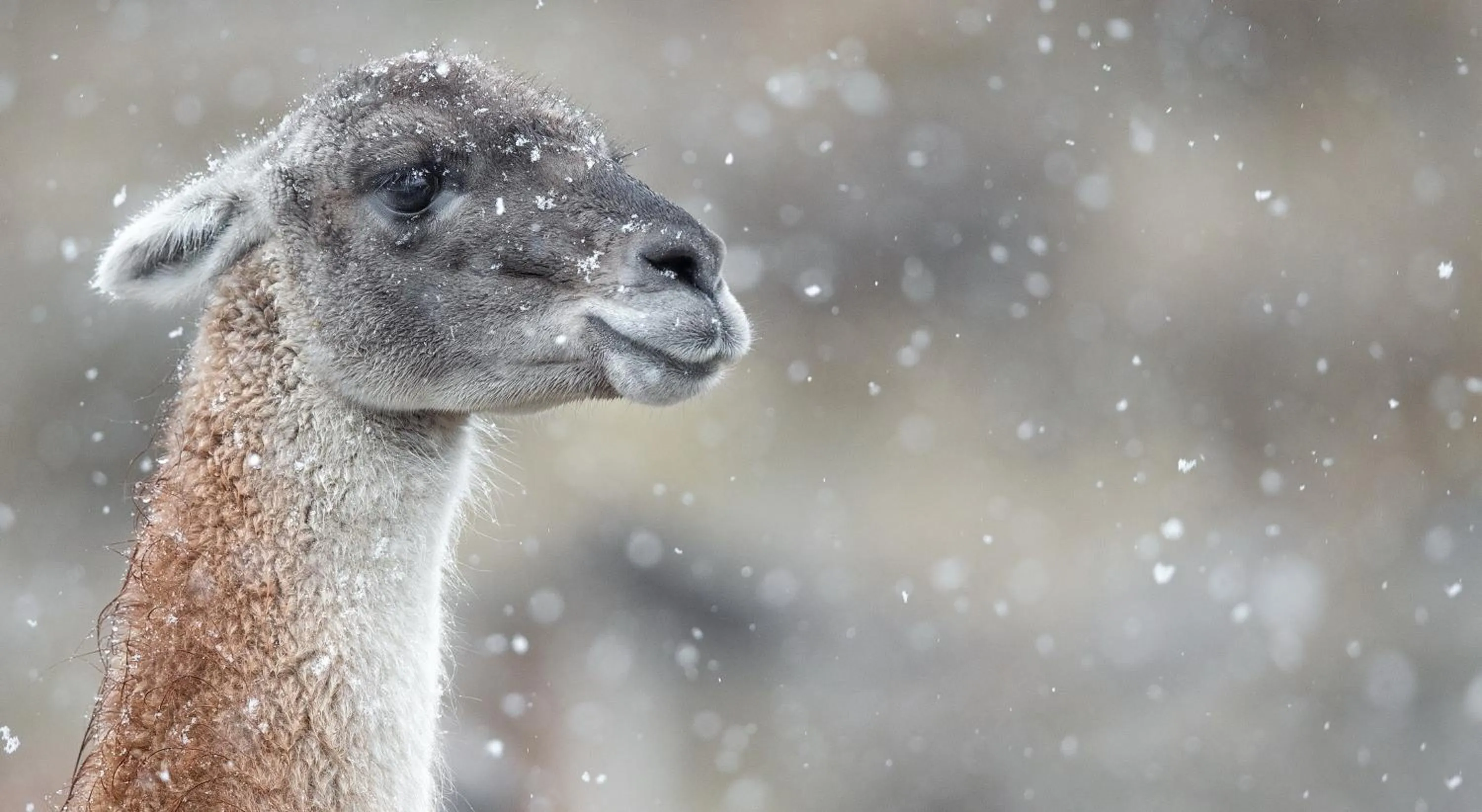 Animals in Río Serrano Hotel + Spa