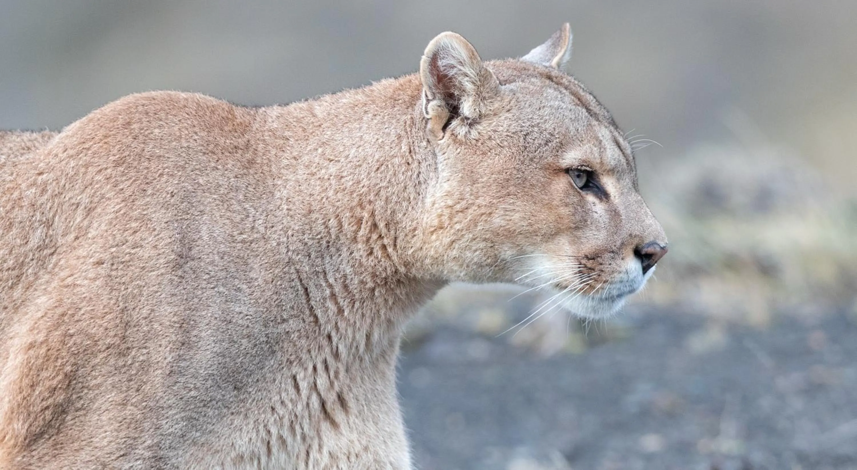 Animals in Río Serrano Hotel + Spa